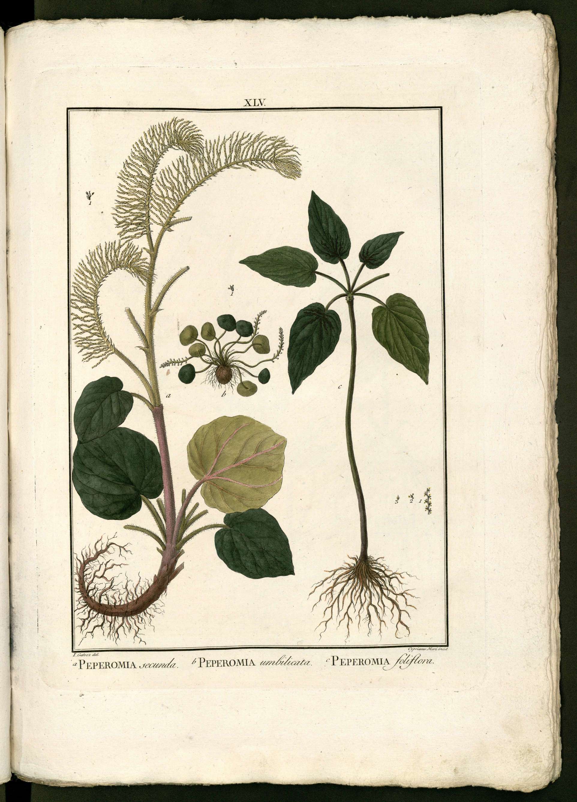 no full size  illustration available (3a)