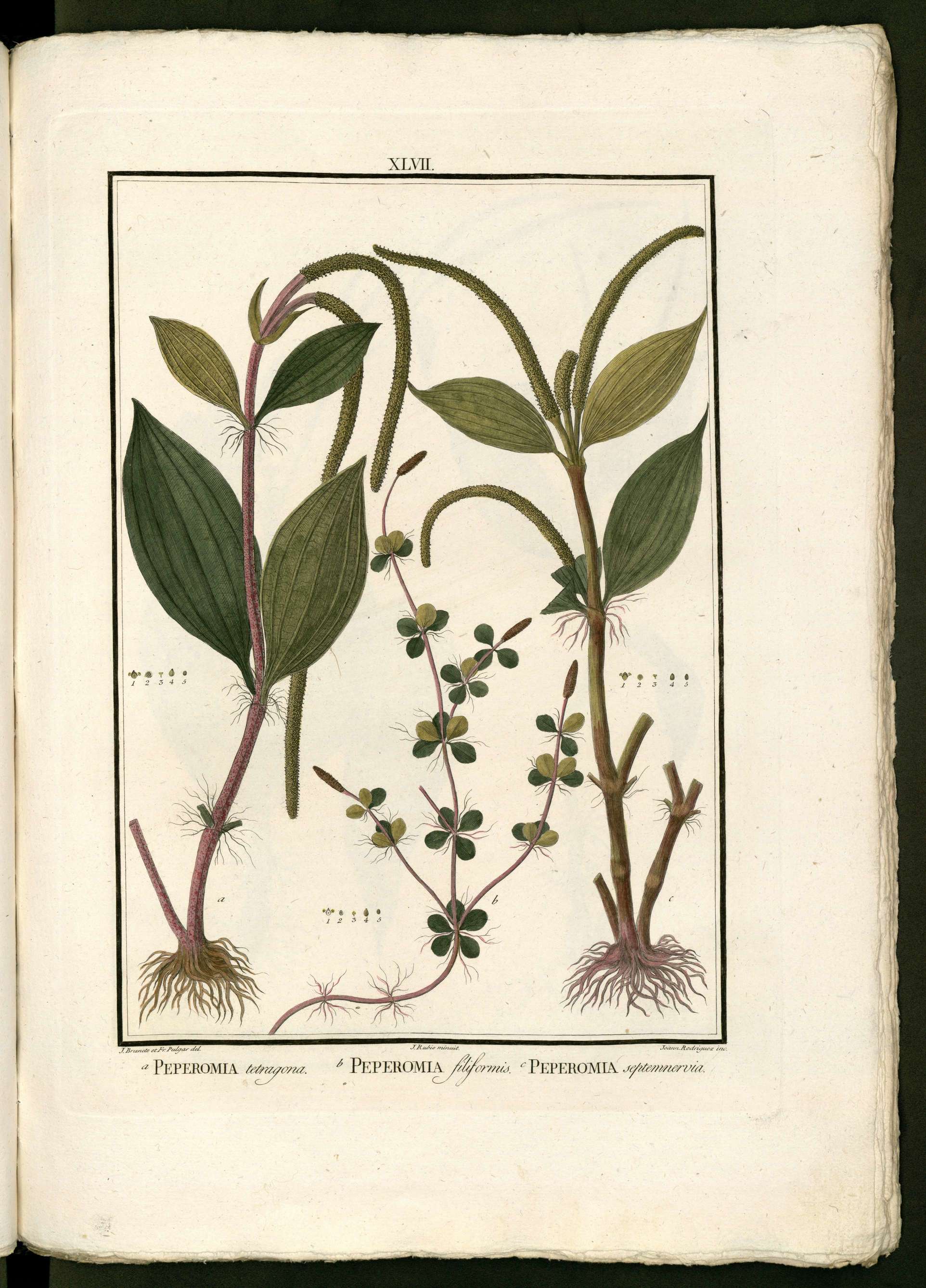 no full size  illustration available (3a)