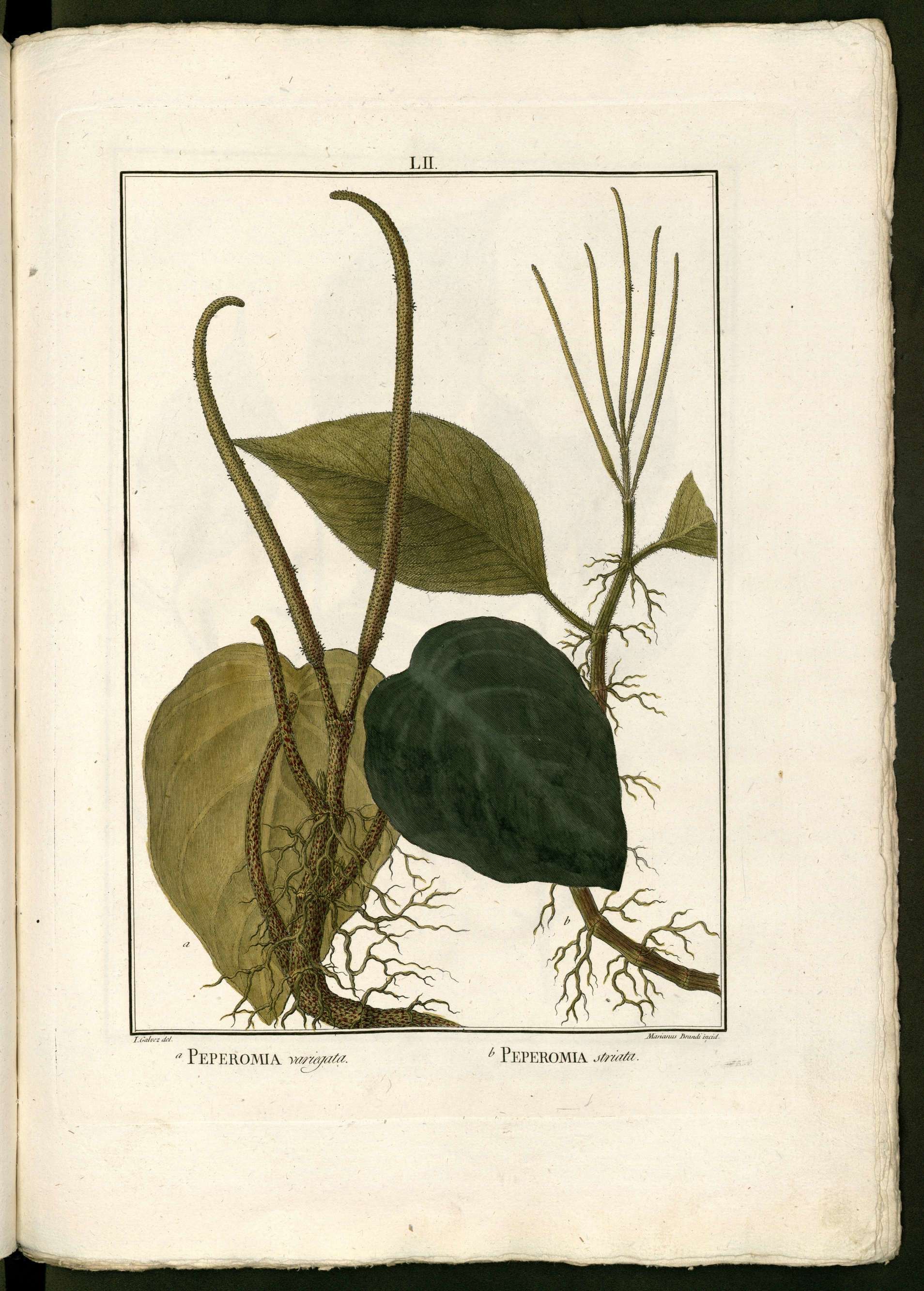 no full size  illustration available (3a)