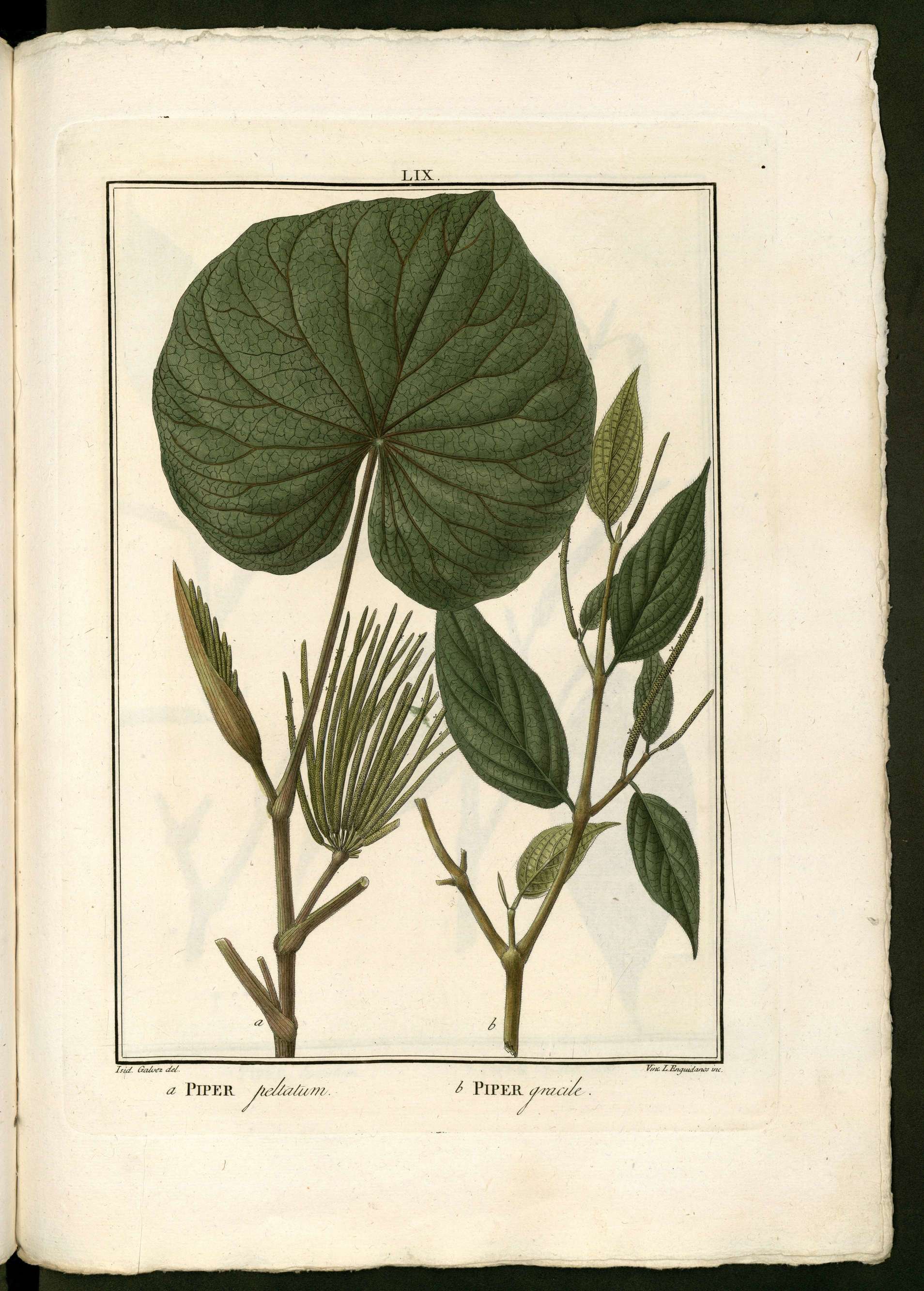 no full size  illustration available (3a)