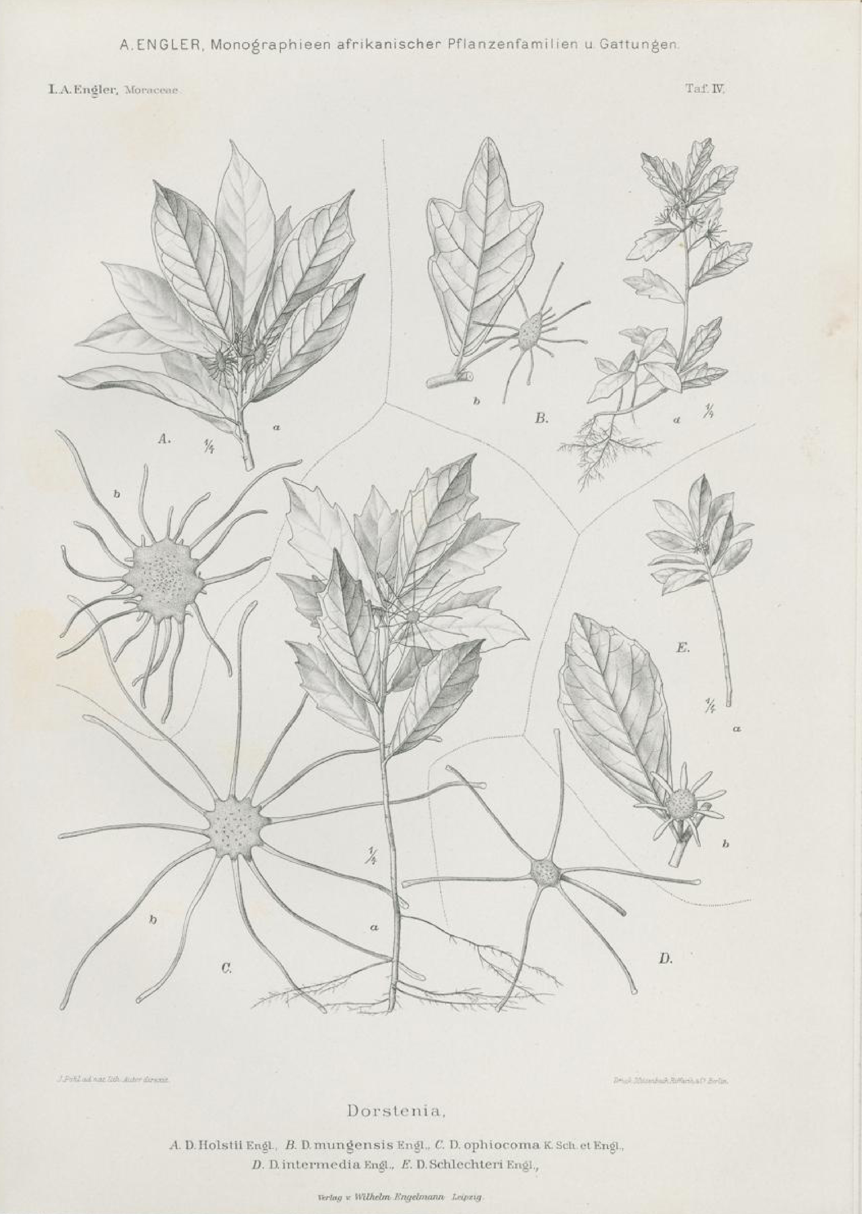 no full size  illustration available (3a)