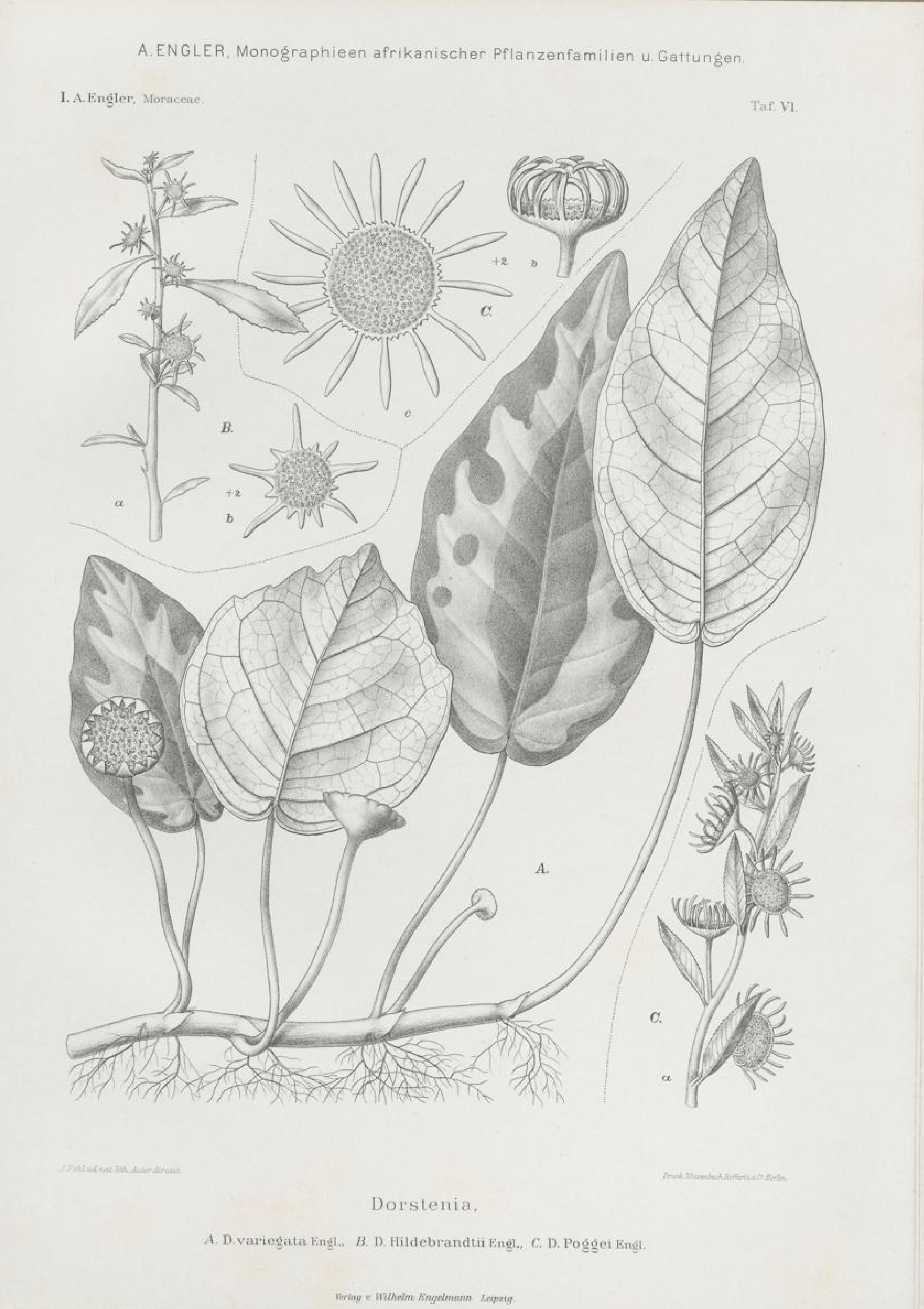 no full size  illustration available (3a)