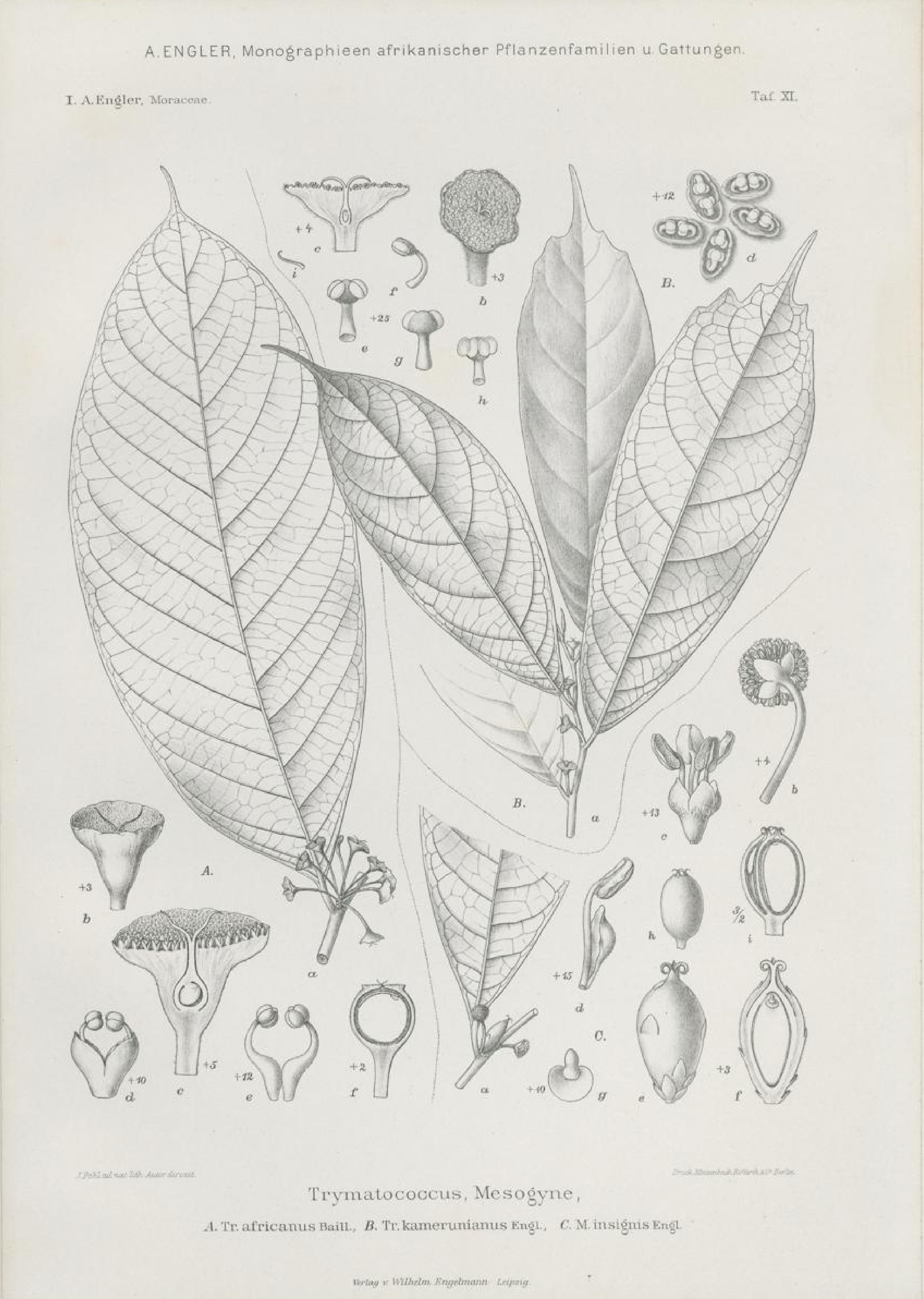 no full size  illustration available (3a)