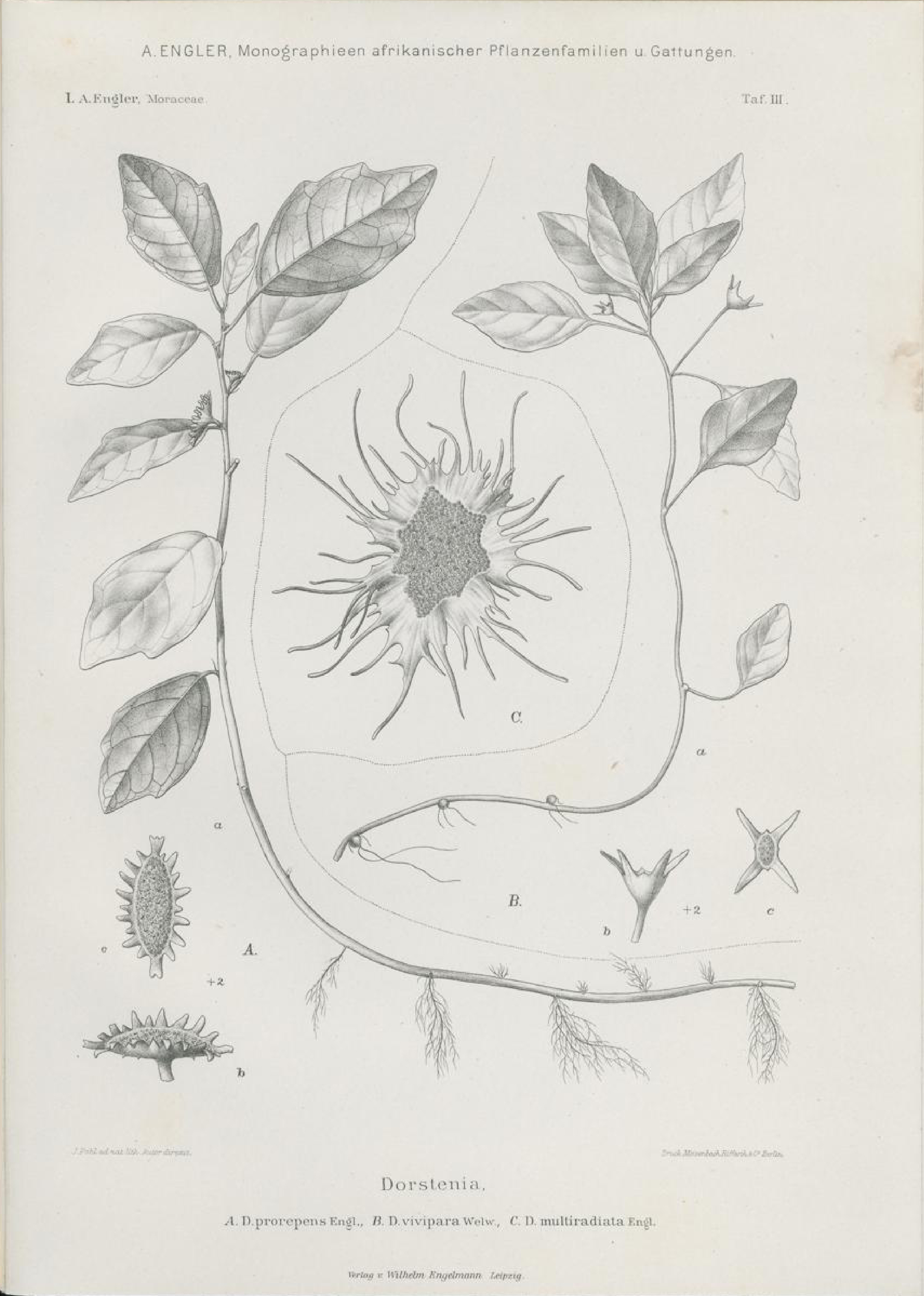 no full size  illustration available (3a)