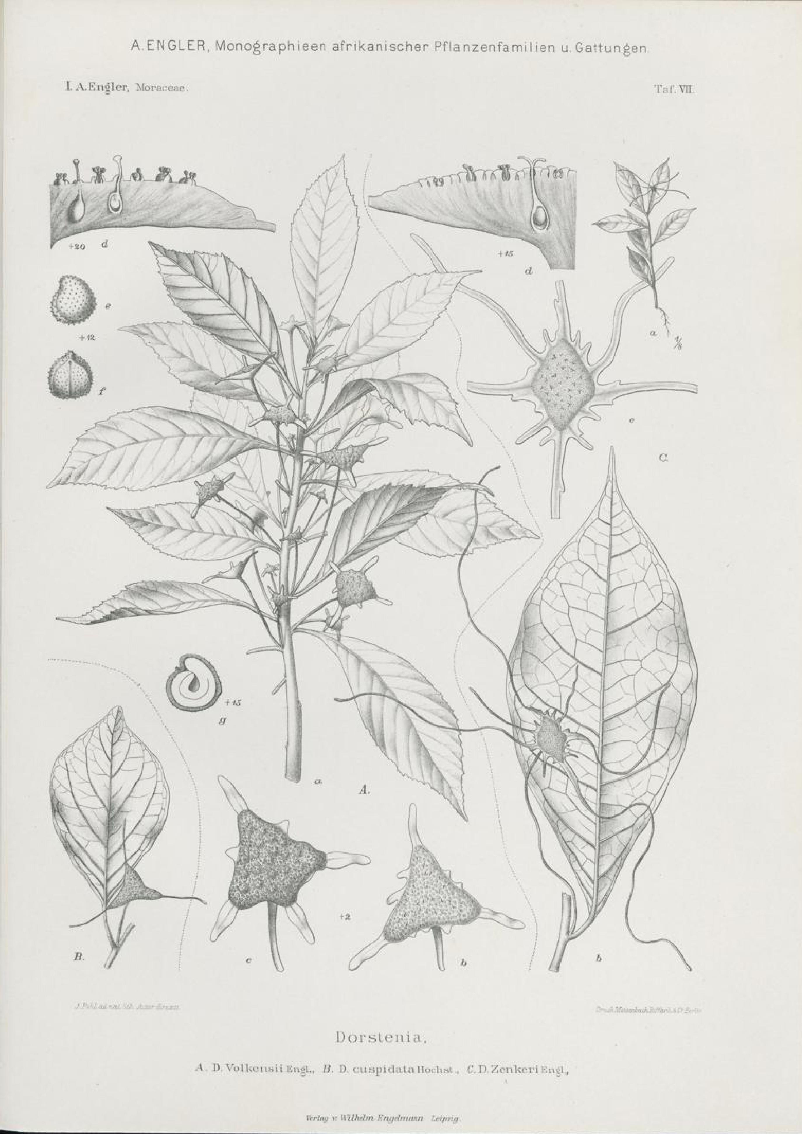 no full size  illustration available (3a)