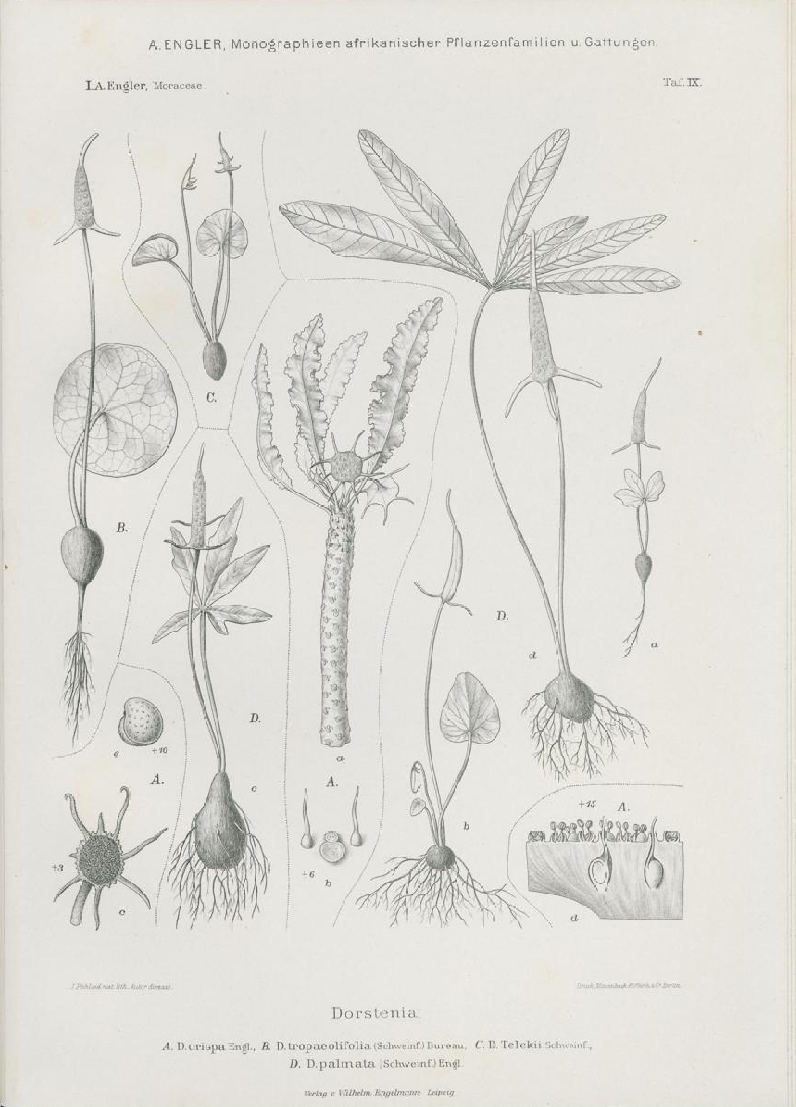 no full size  illustration available (3a)