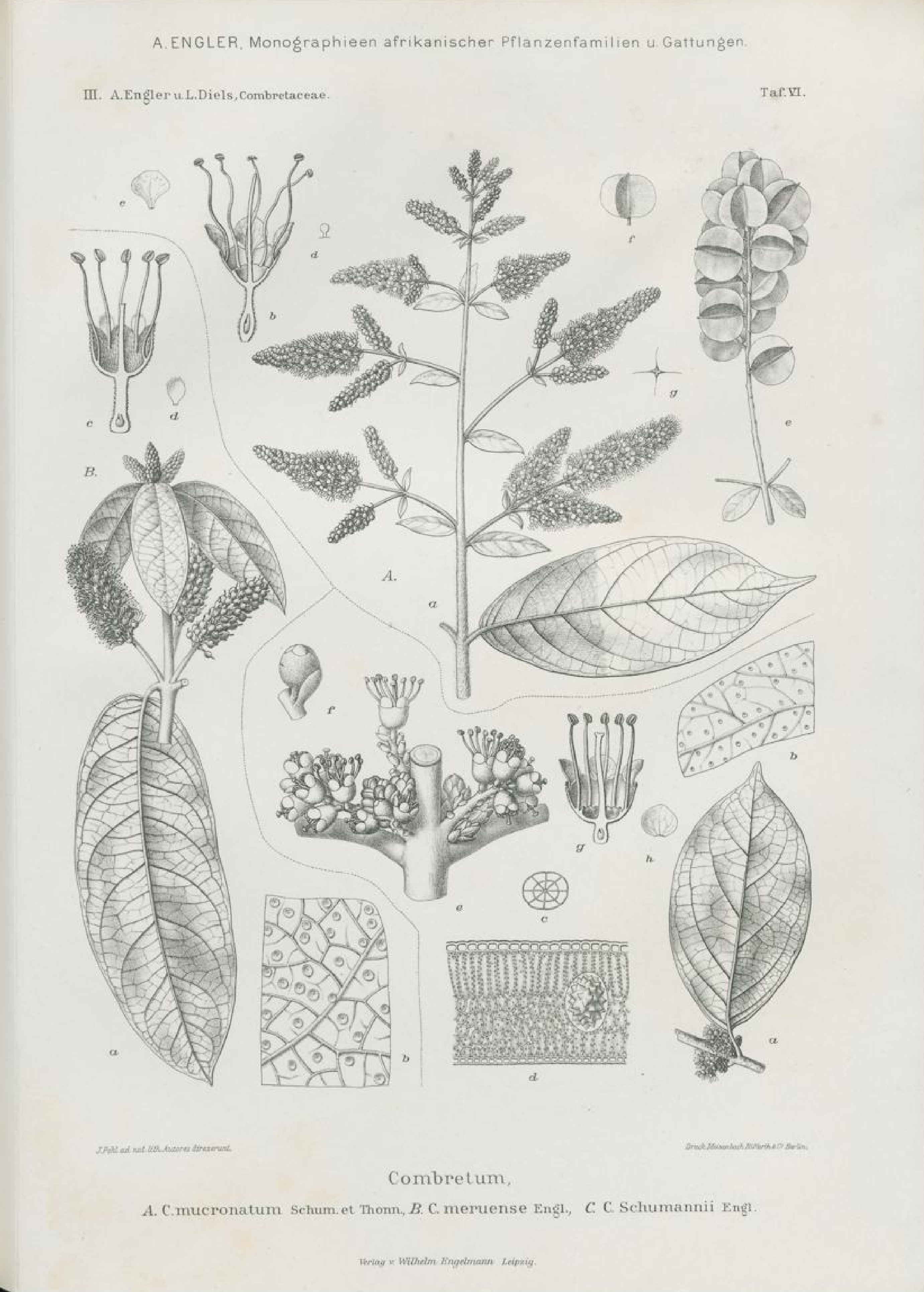 no full size  illustration available (3a)