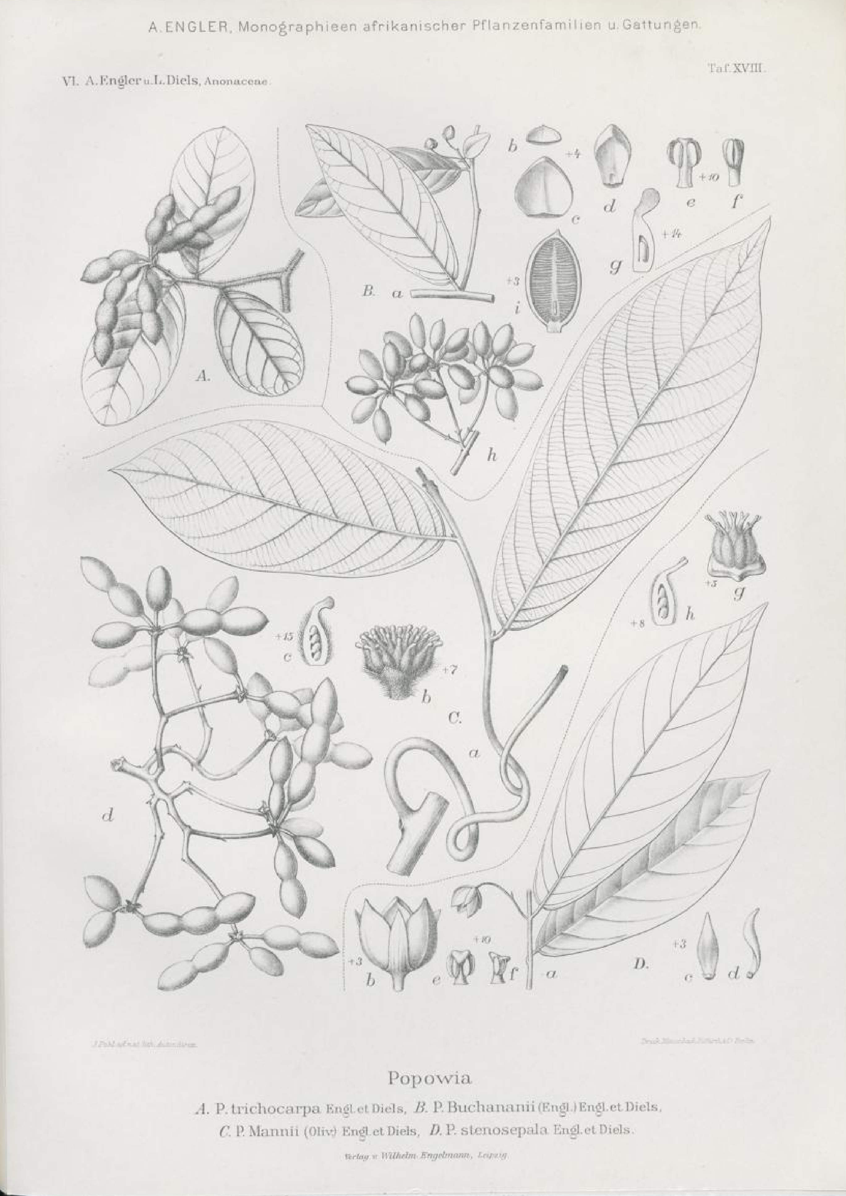 no full size  illustration available (3a)