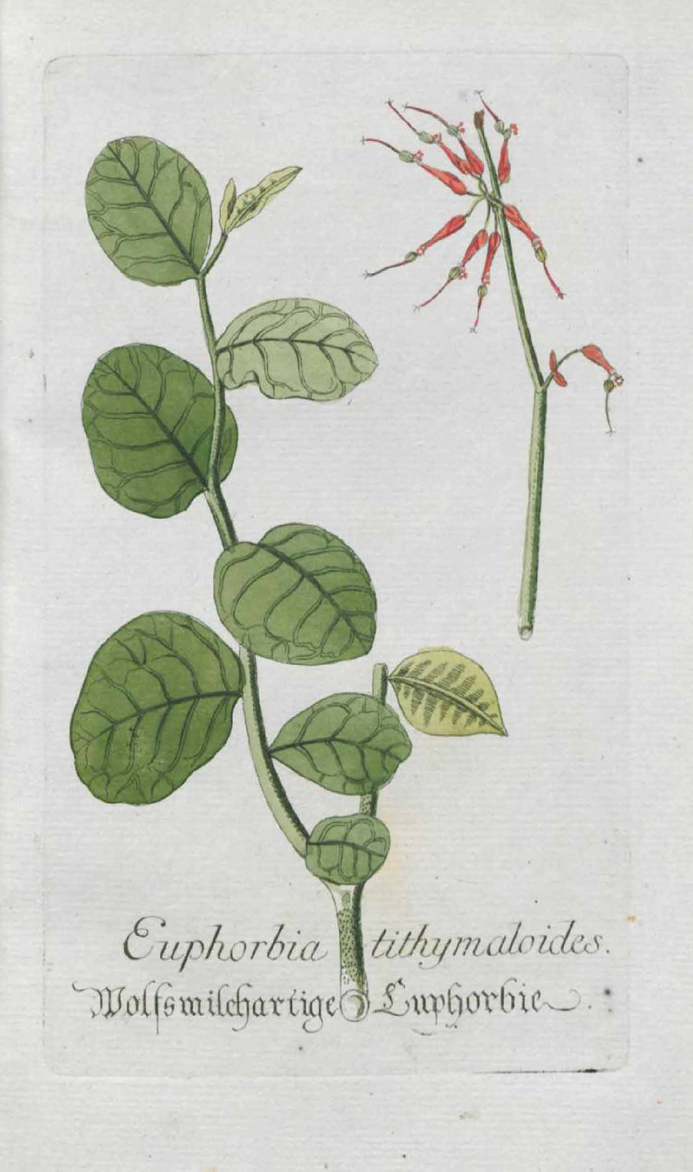 no full size  illustration available (3a)