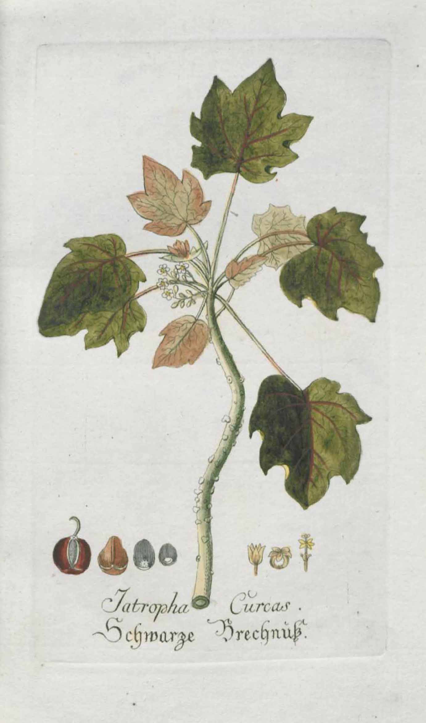 no full size  illustration available (3a)