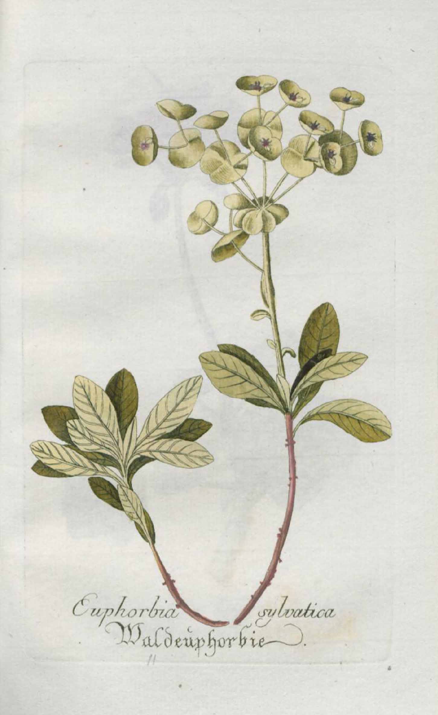 no full size  illustration available (3a)