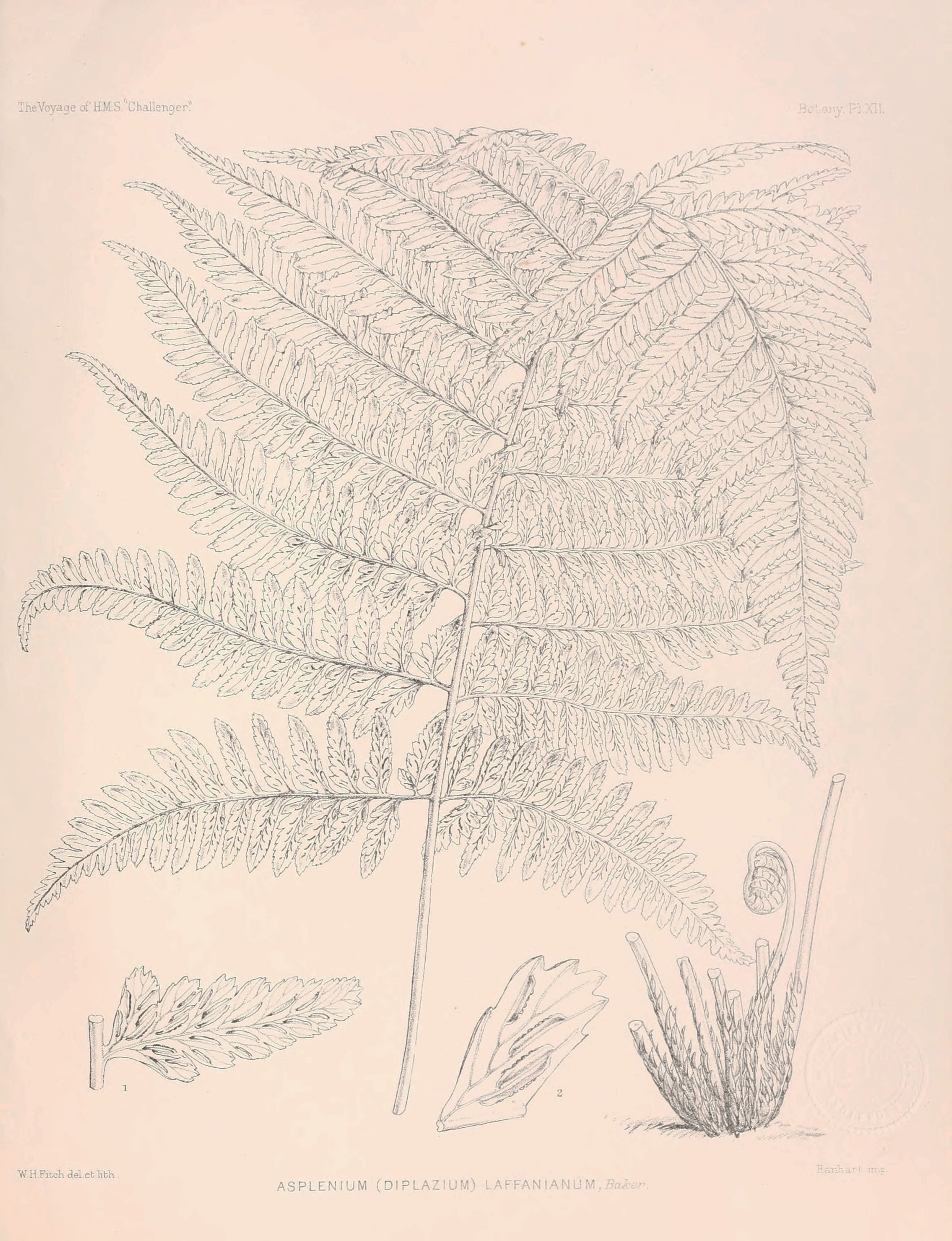 no full size  illustration available (3a)