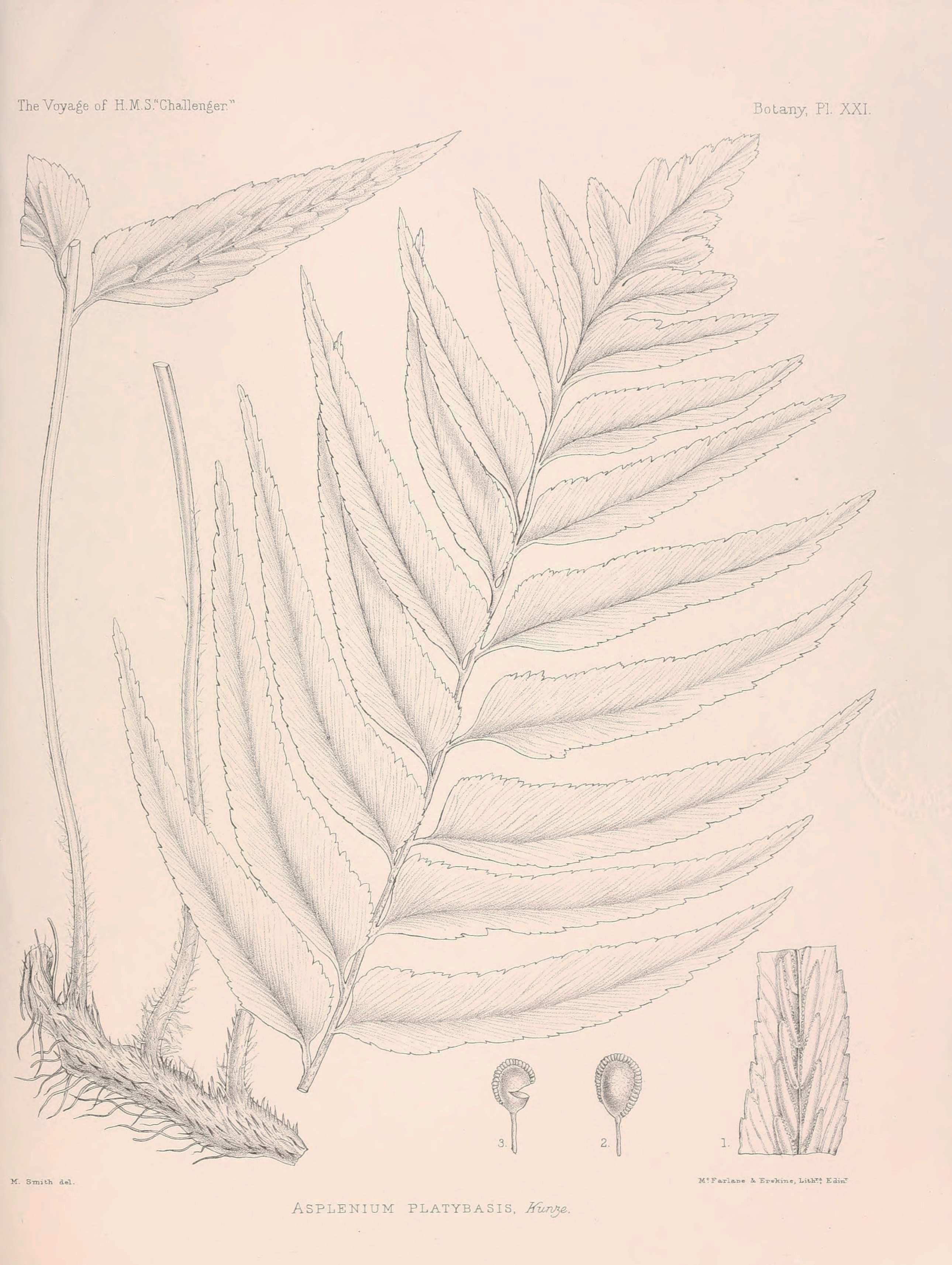 no full size  illustration available (3a)