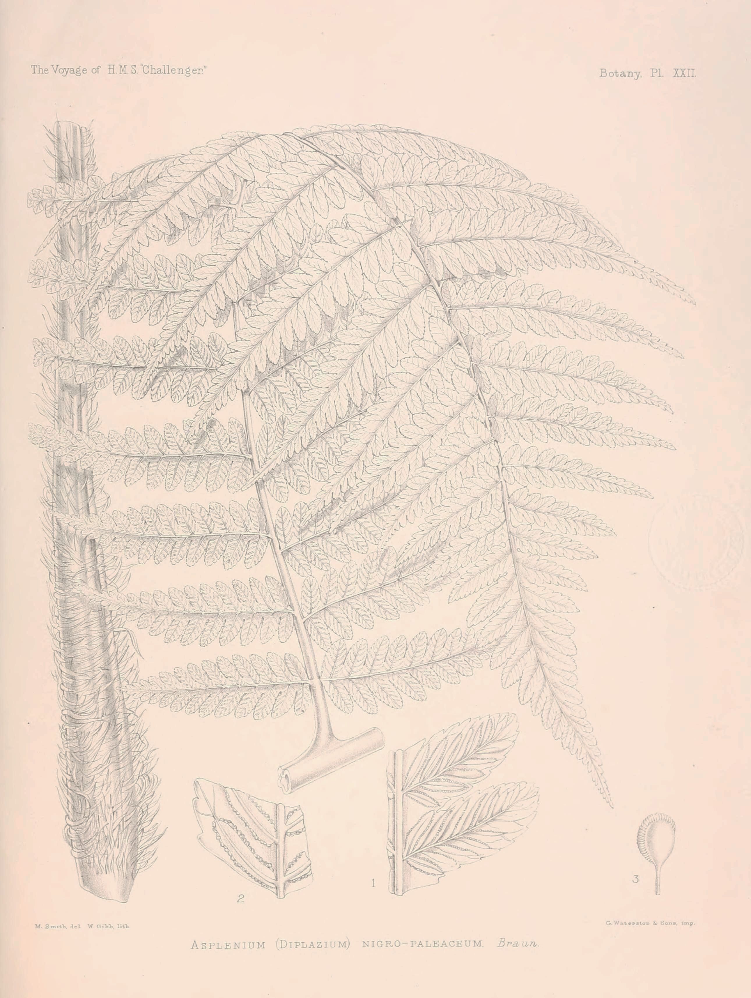 no full size  illustration available (3a)