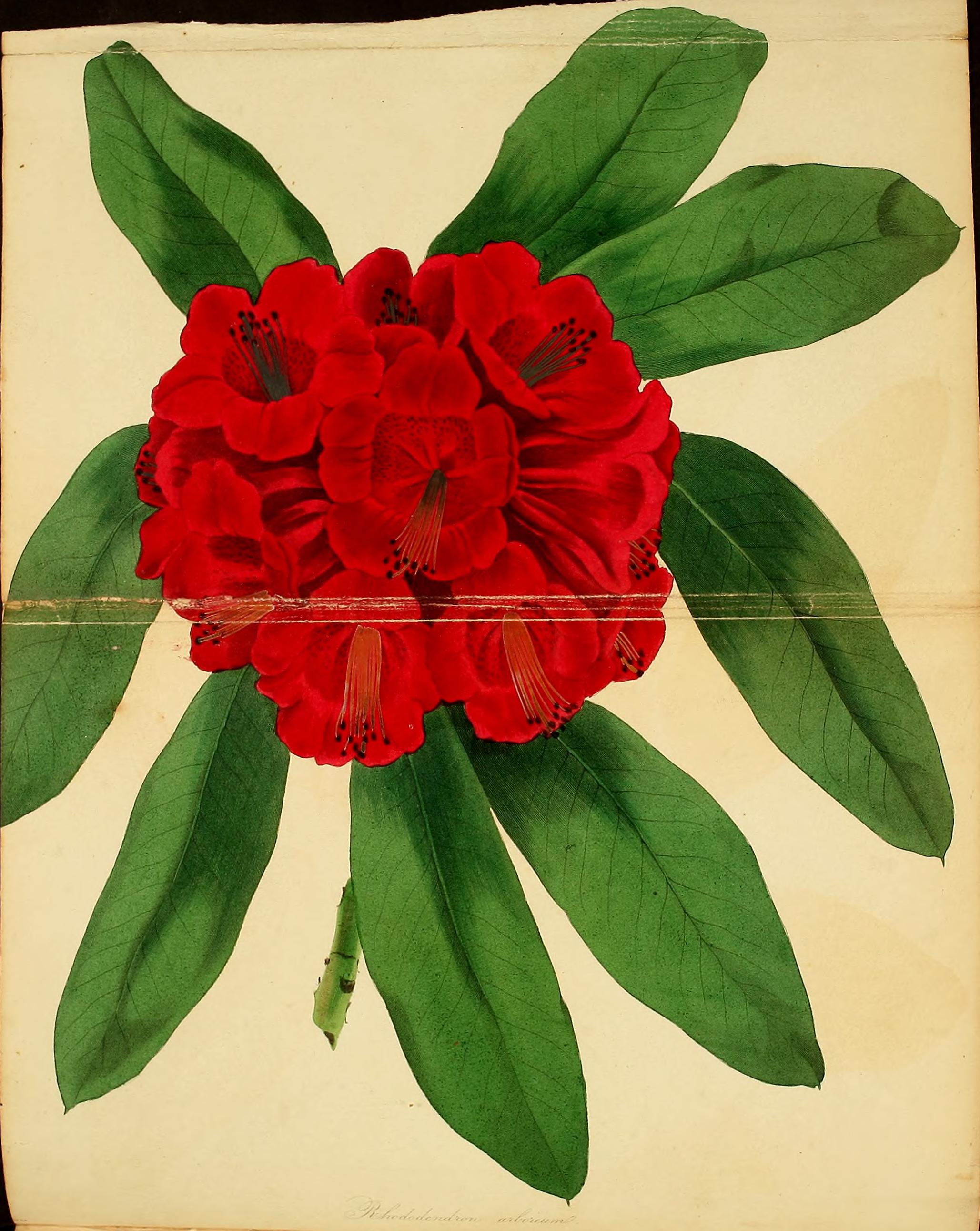 no full size  illustration available (3a)