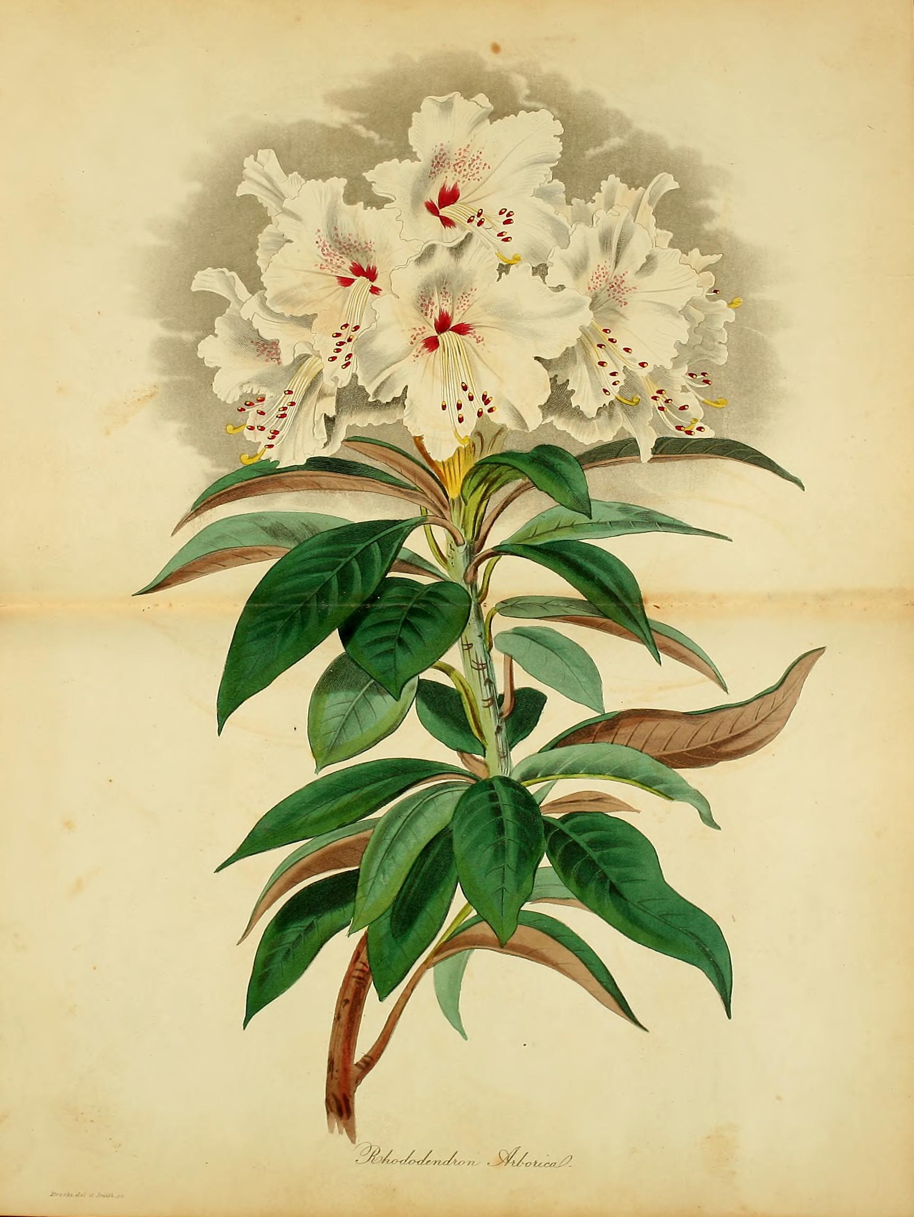 no full size  illustration available (3a)