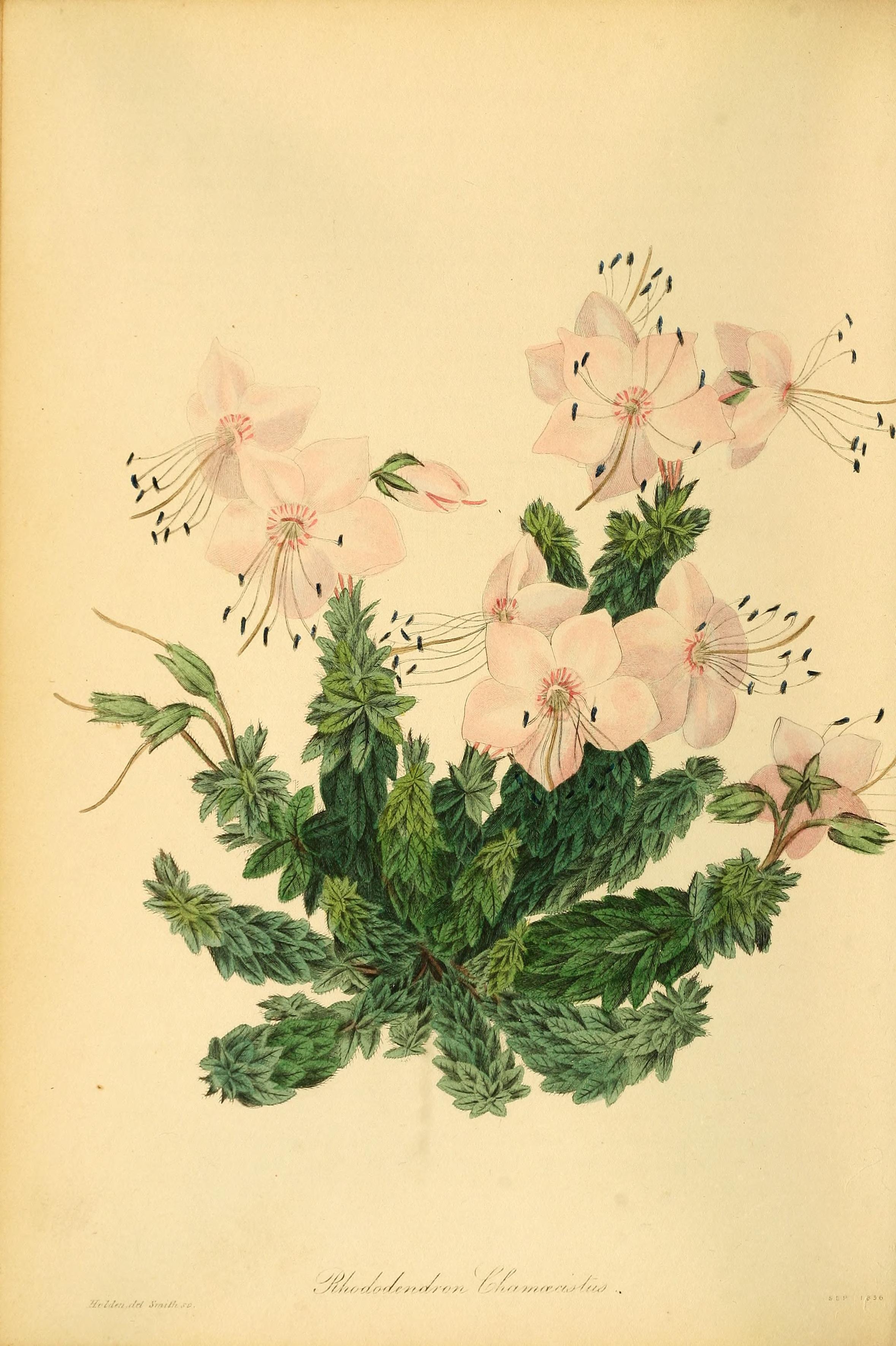 no full size  illustration available (3a)