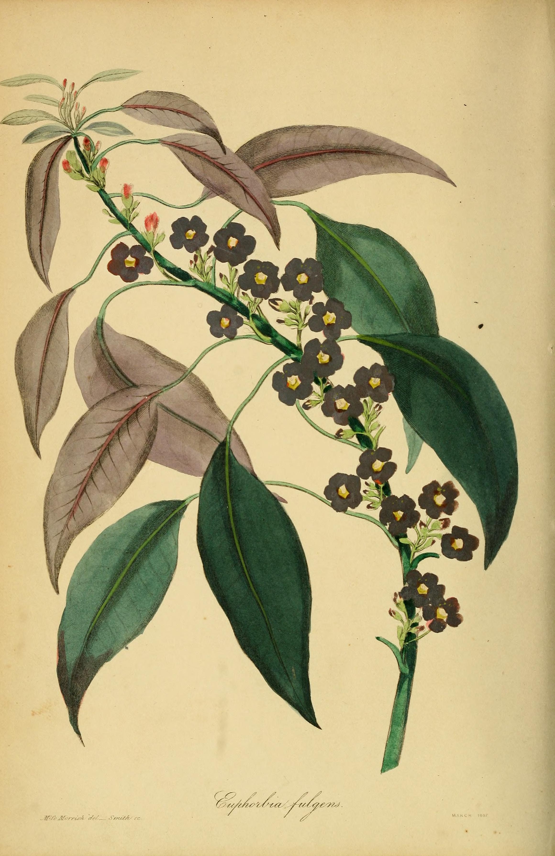 no full size  illustration available (3a)