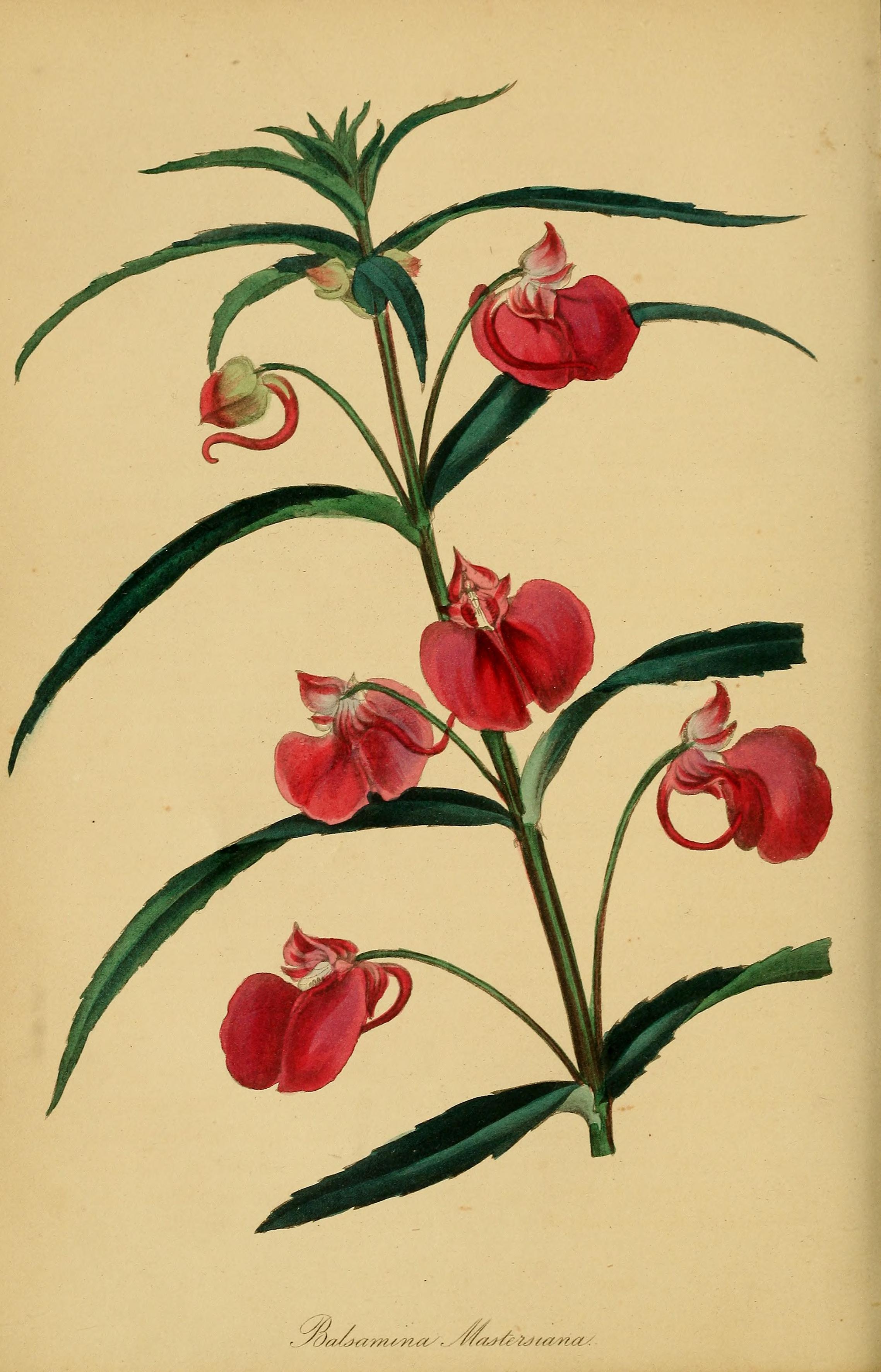 no full size  illustration available (3a)