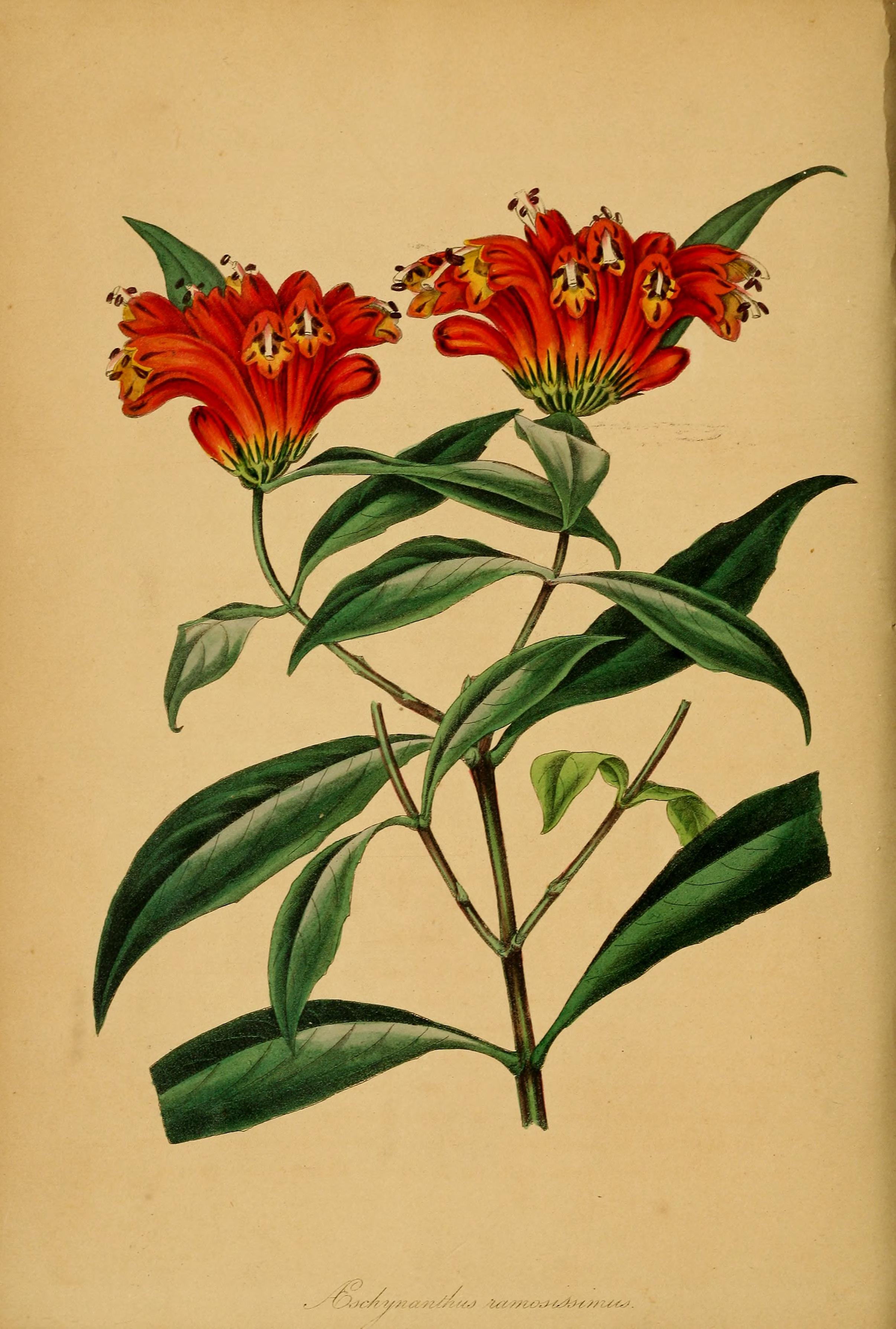 no full size  illustration available (3a)