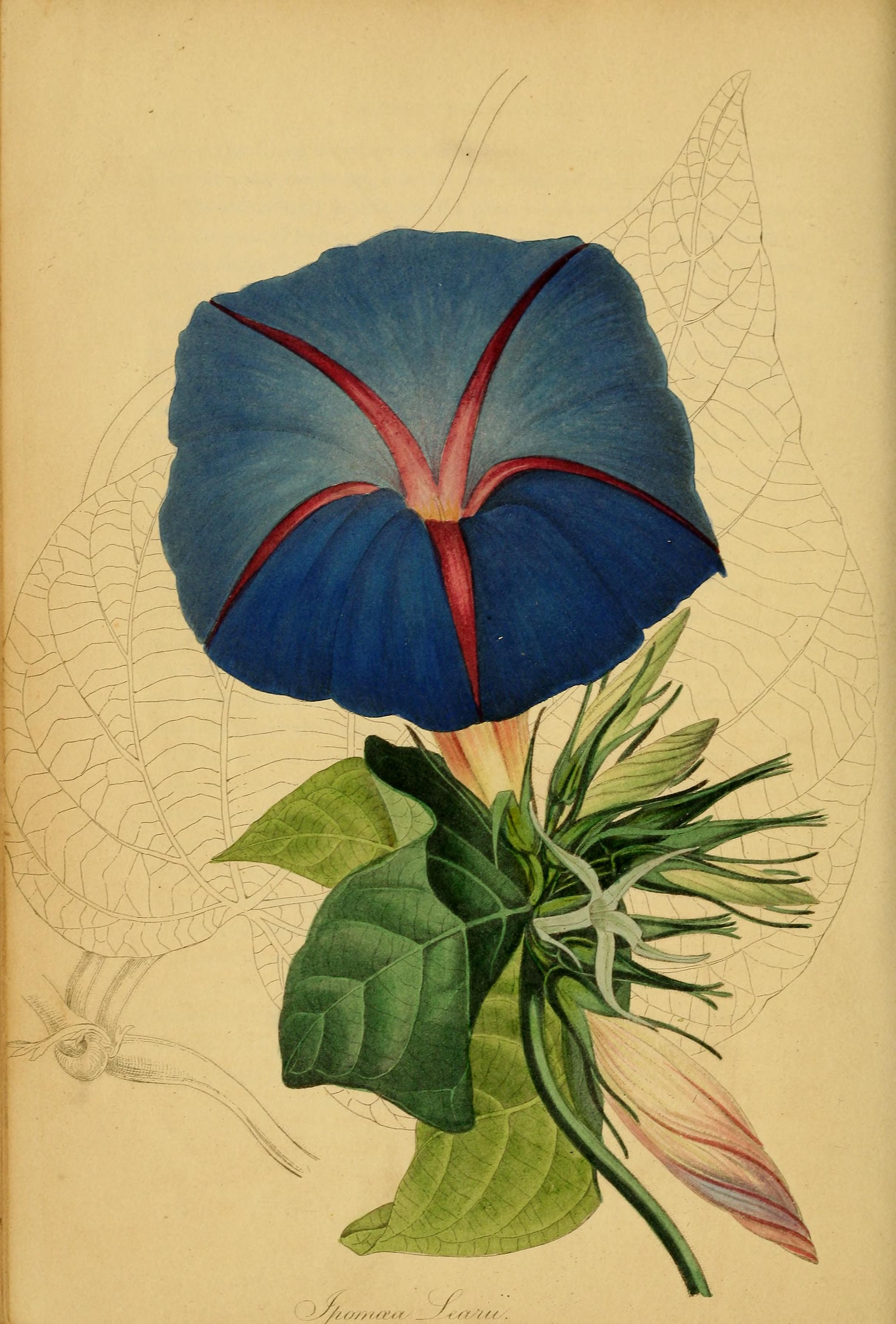 no full size  illustration available (3a)