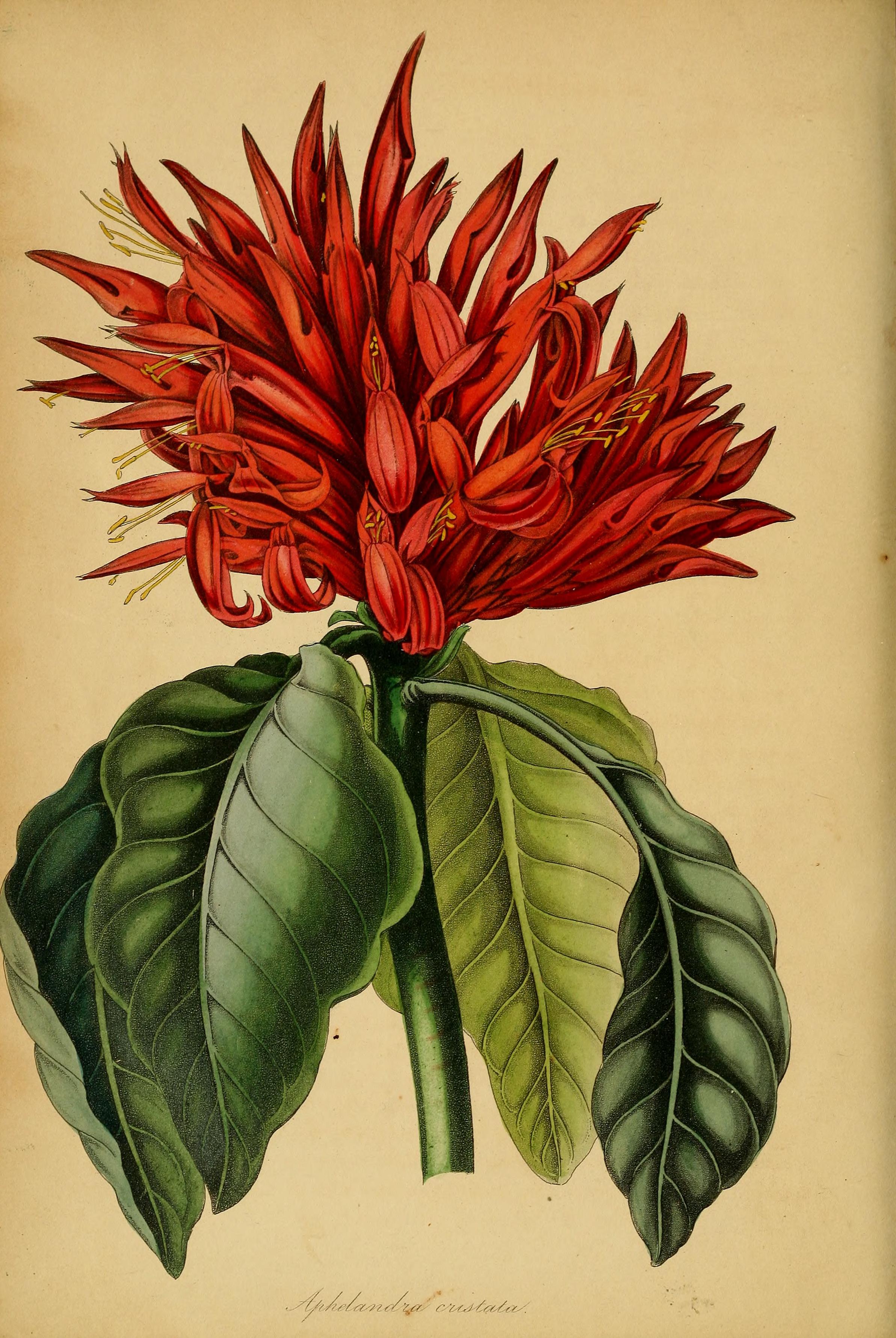 no full size  illustration available (3a)