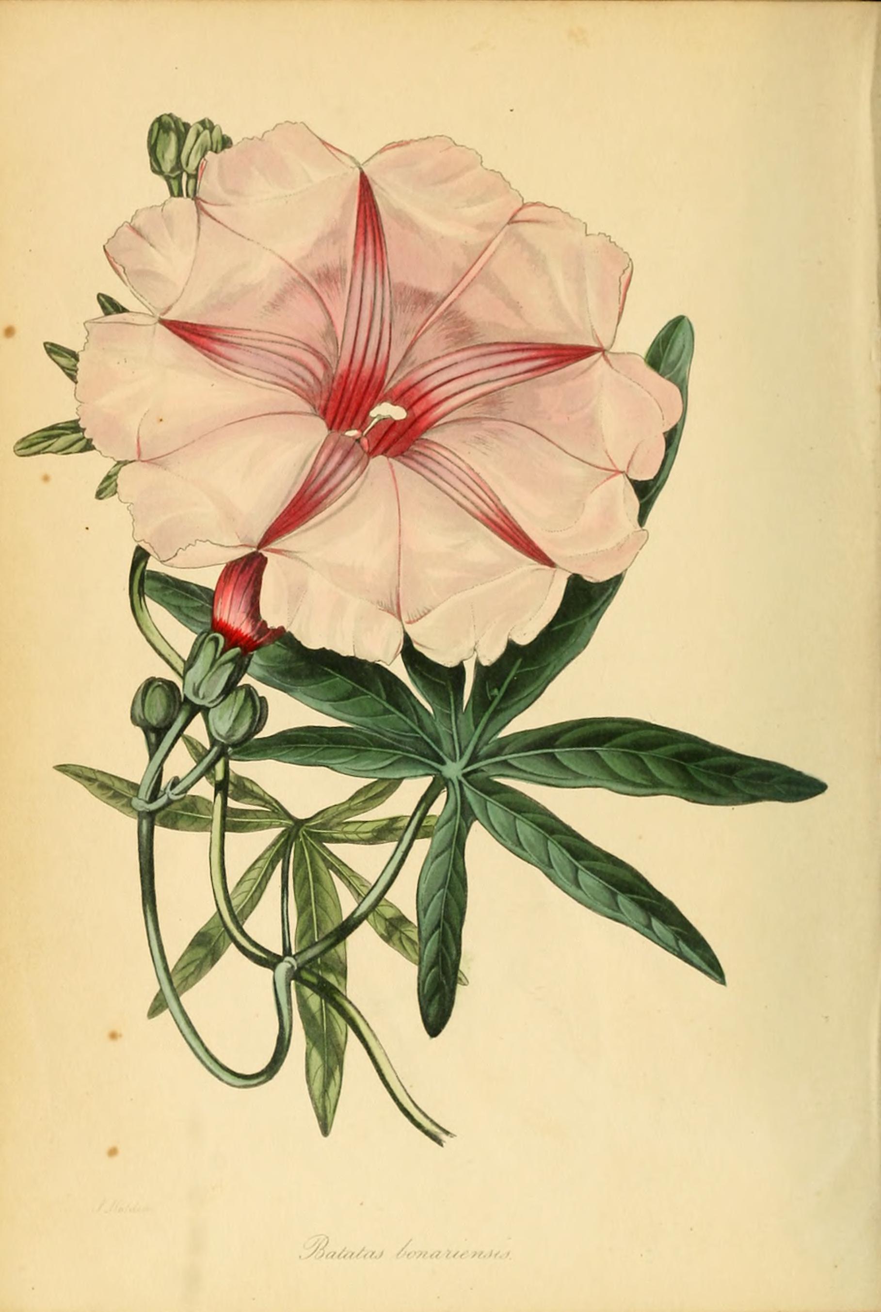 no full size  illustration available (3a)