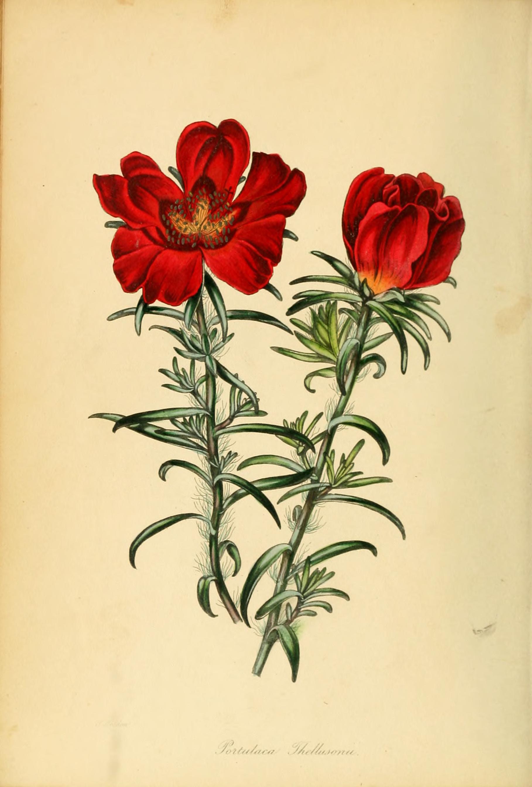 no full size  illustration available (3a)