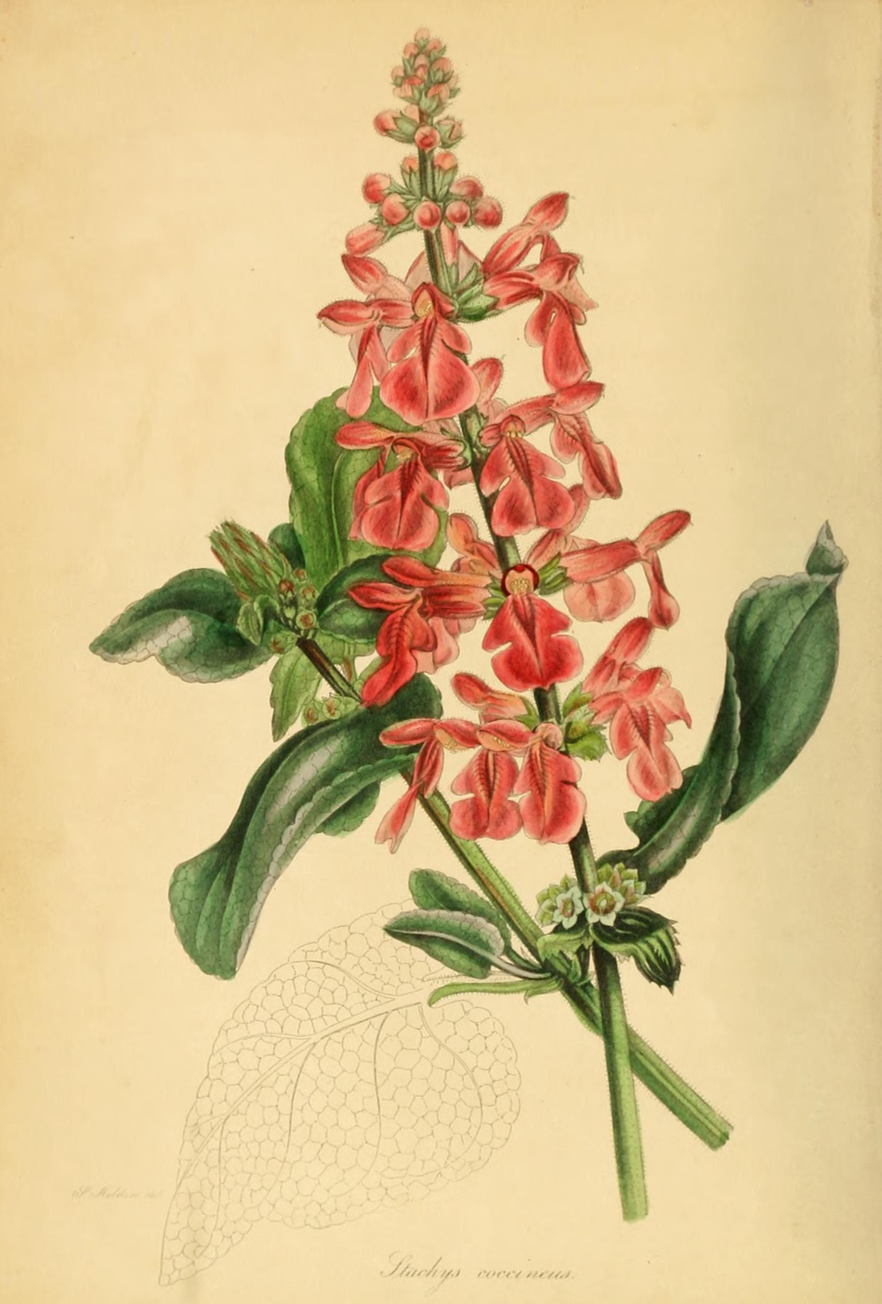 no full size  illustration available (3a)