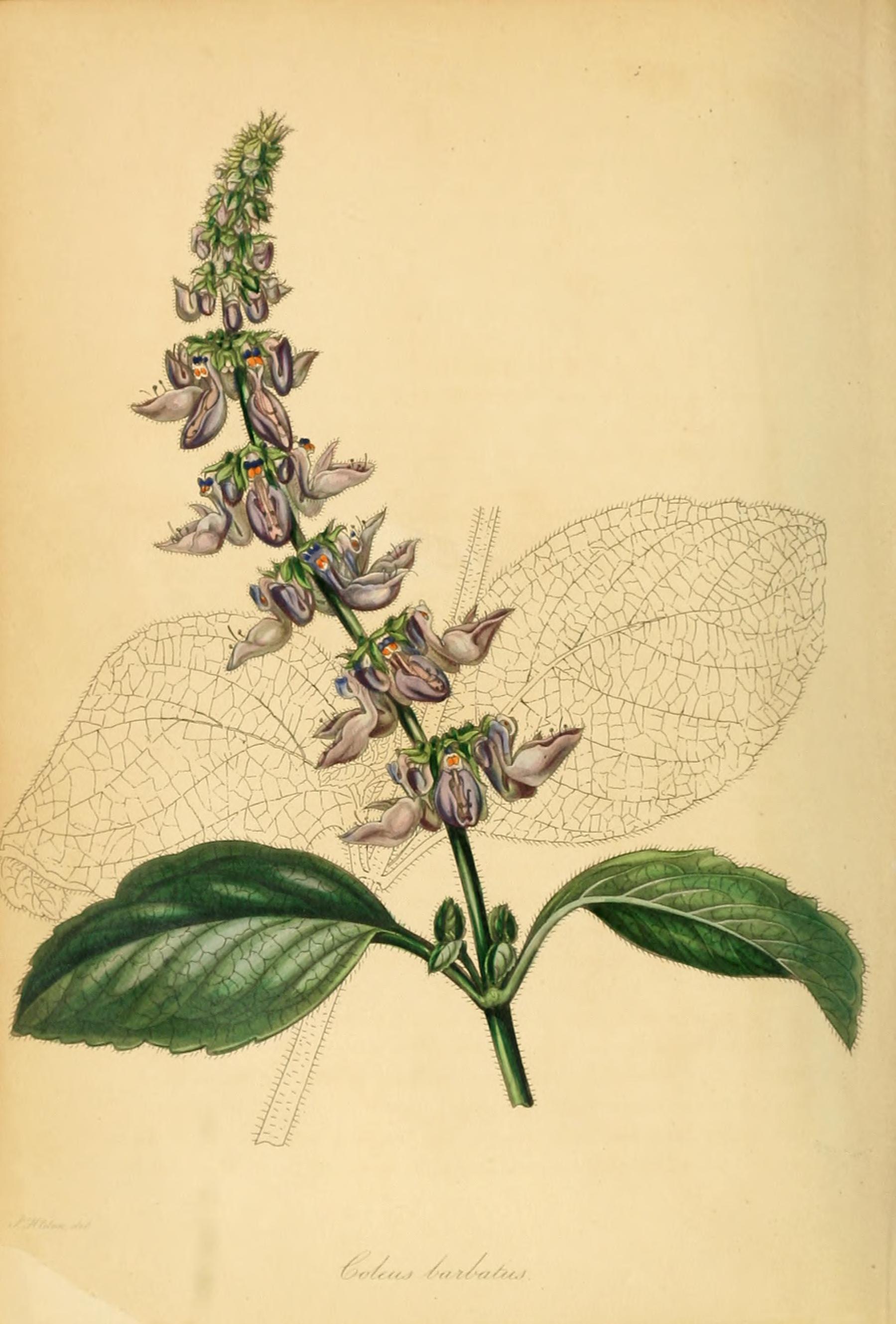 no full size  illustration available (3a)