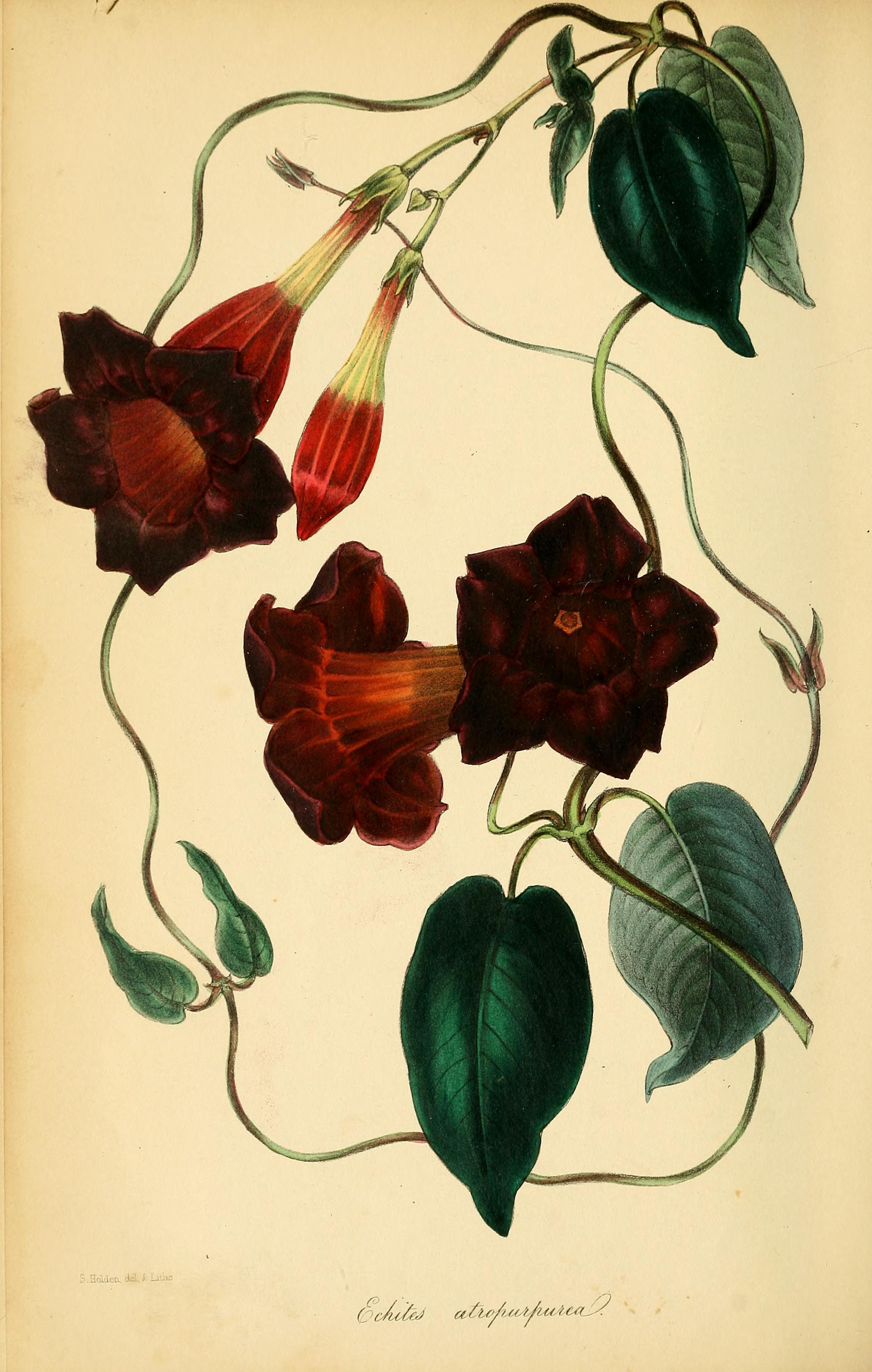 no full size  illustration available (3a)