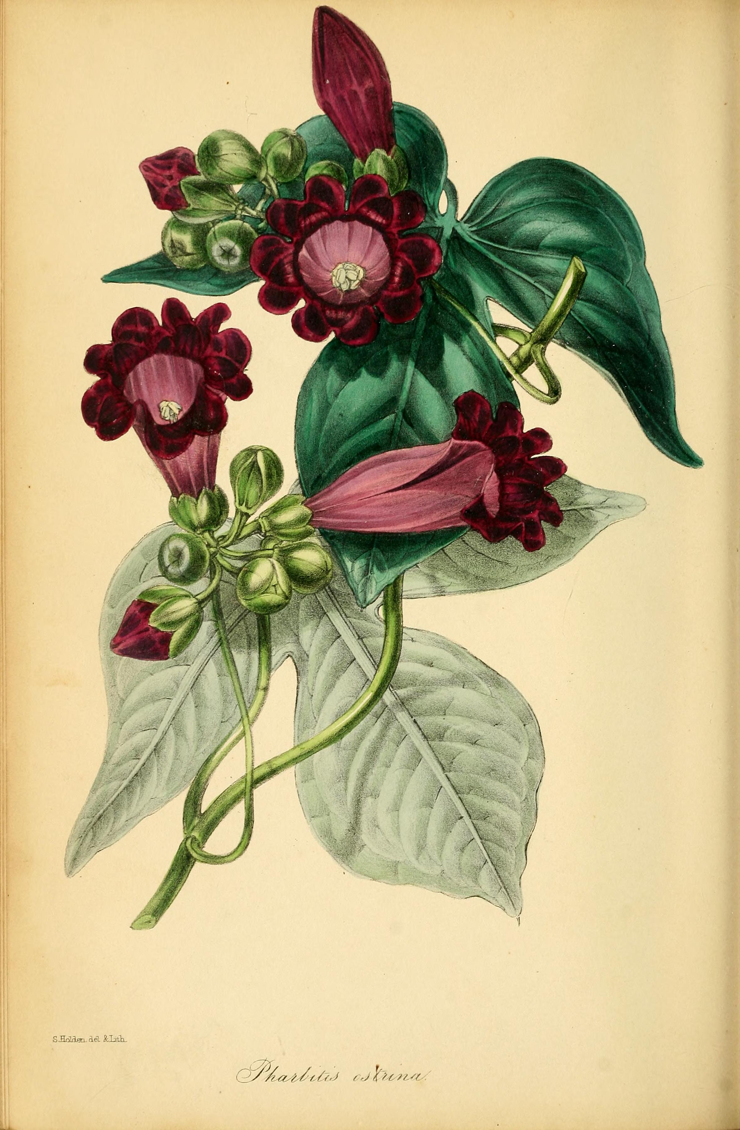 no full size  illustration available (3a)