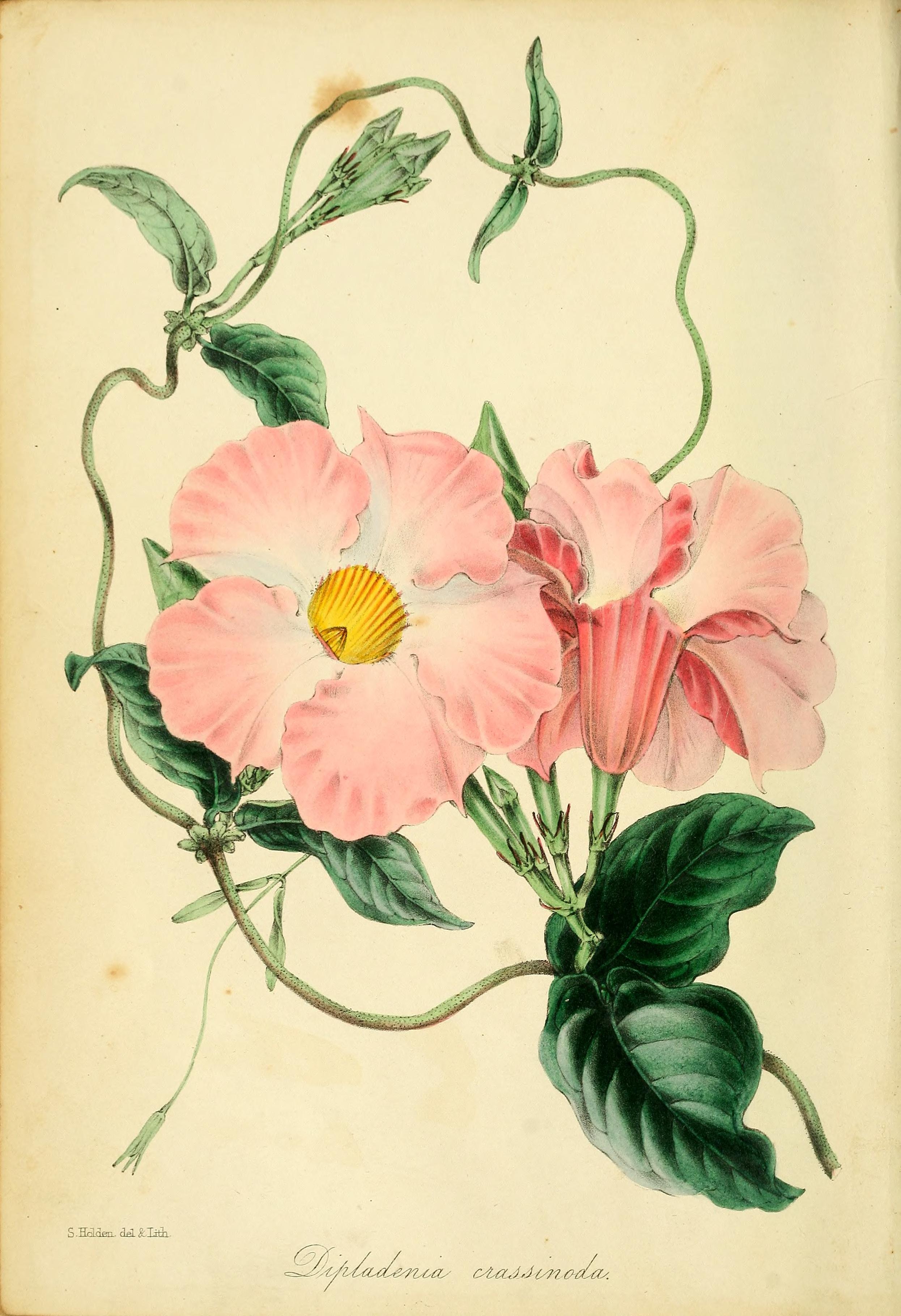 no full size  illustration available (3a)