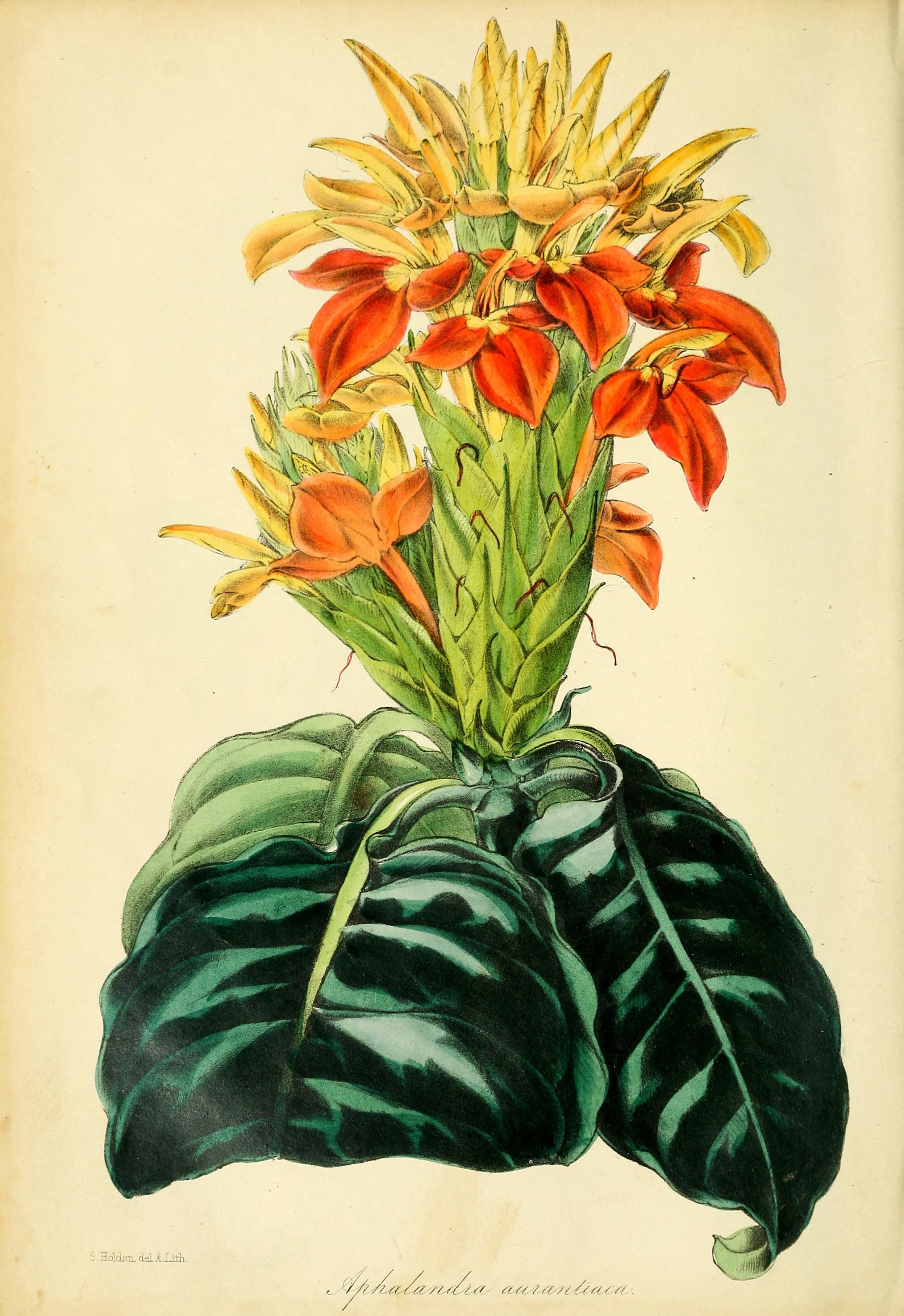 no full size  illustration available (3a)