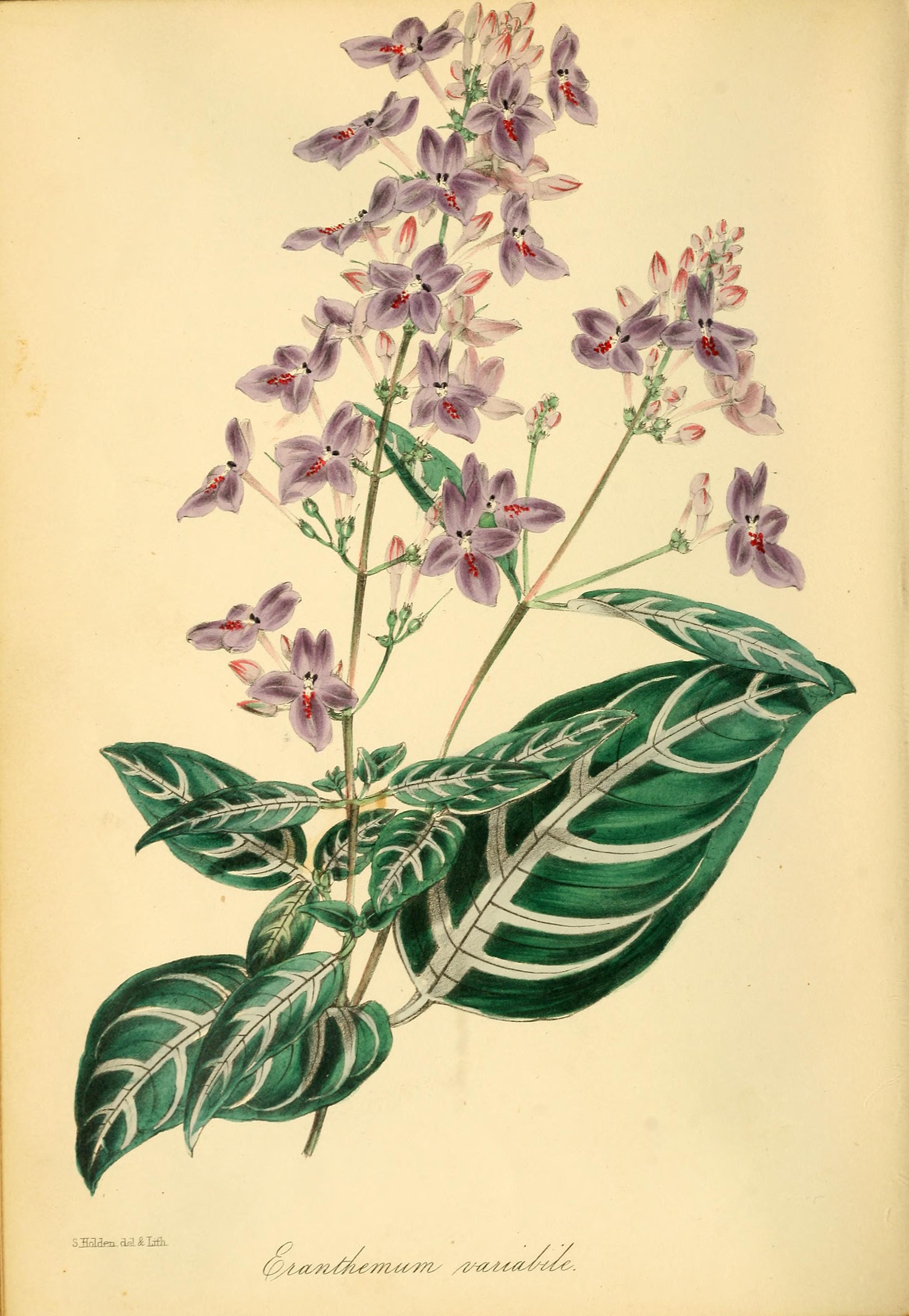 no full size  illustration available (3a)