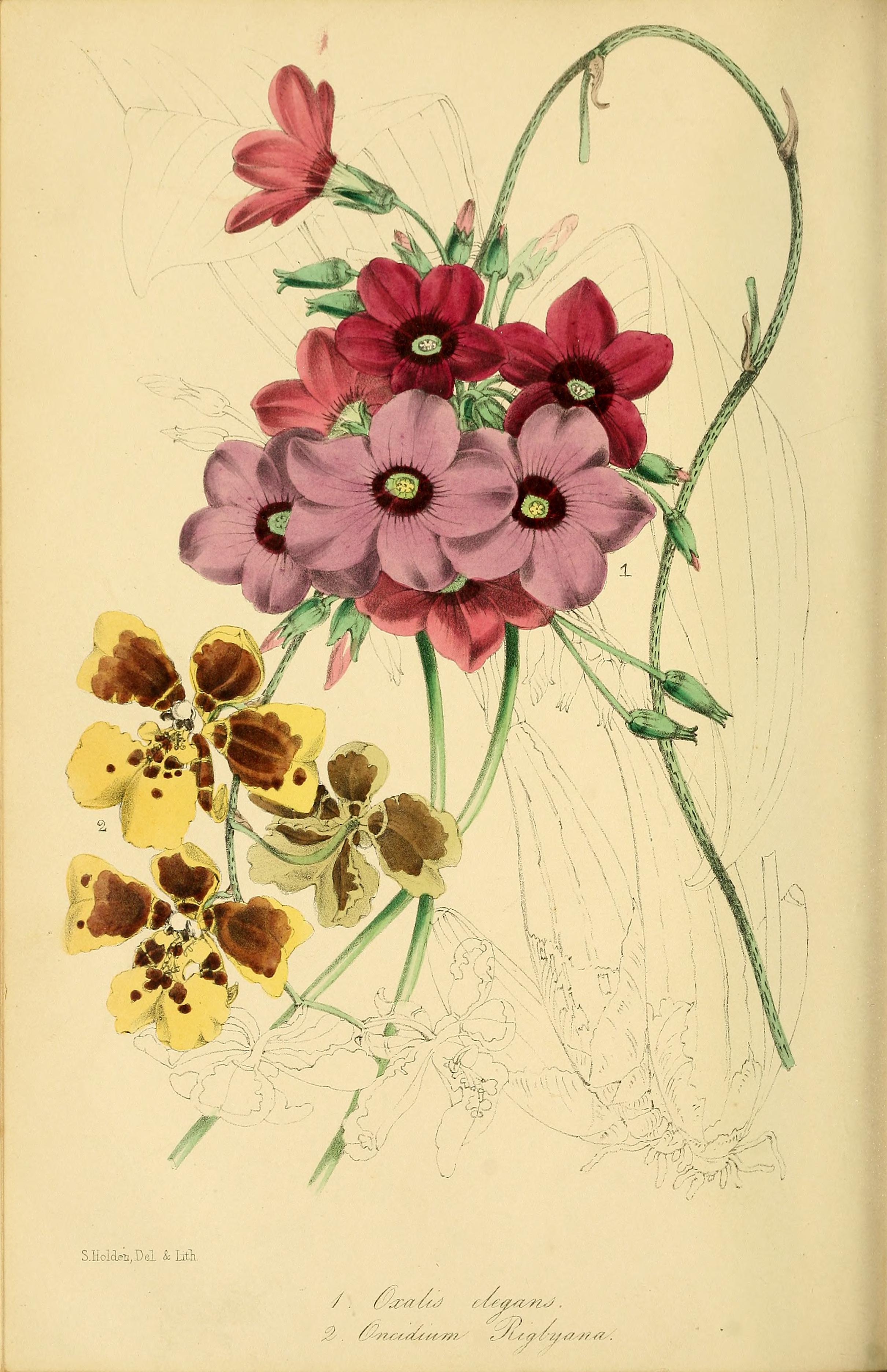 no full size  illustration available (3a)