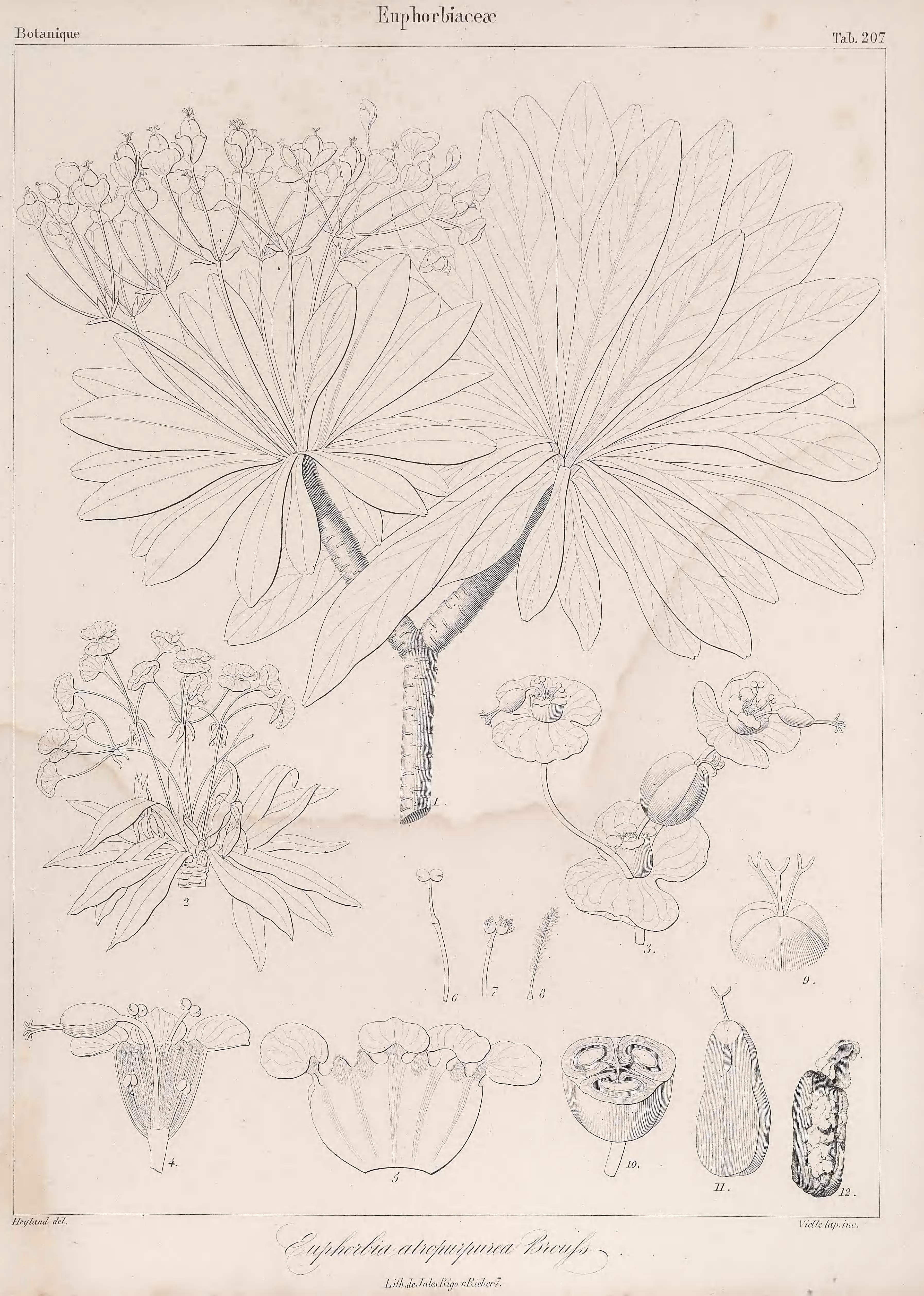 no full size  illustration available (3a)