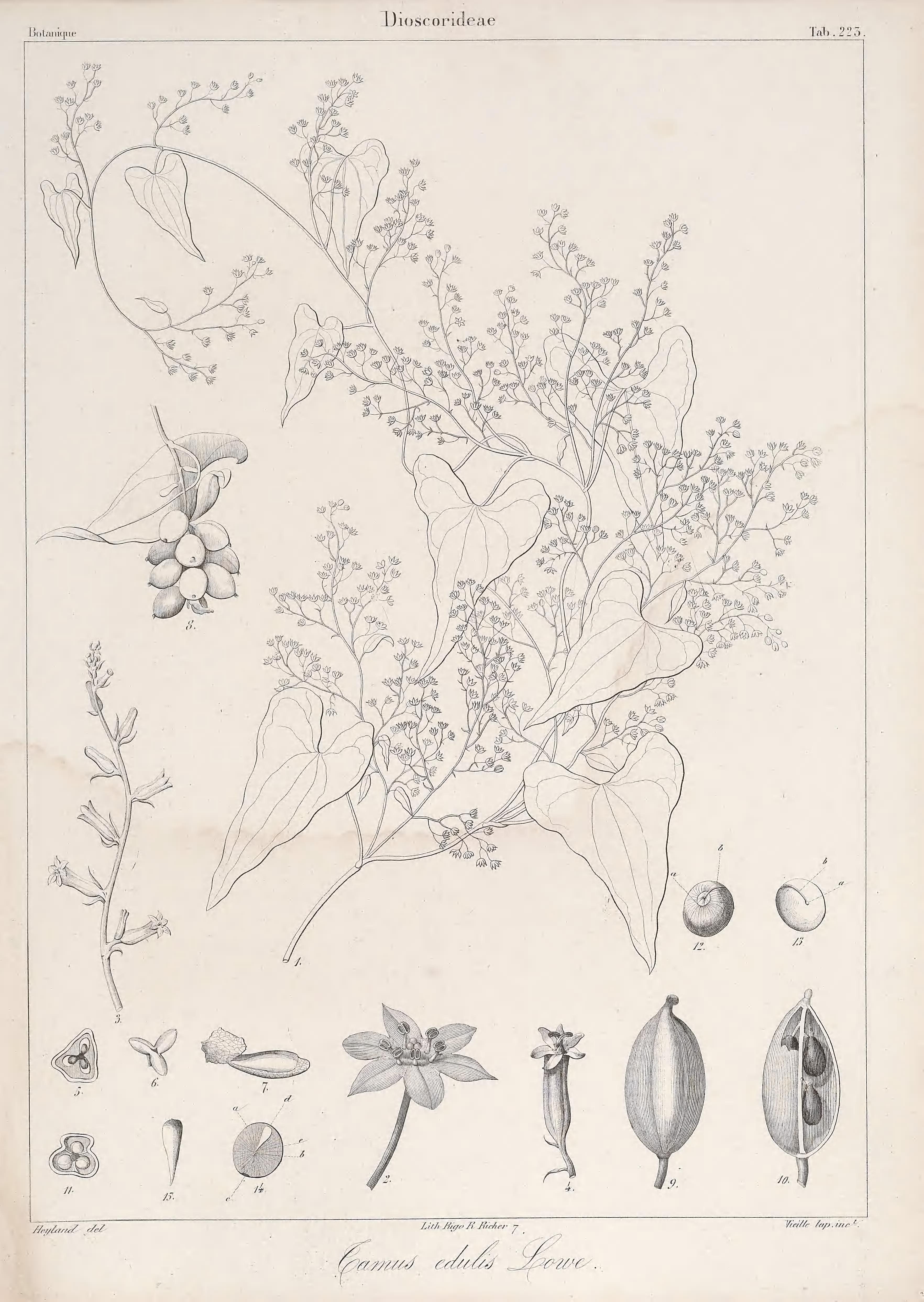 no full size  illustration available (3a)