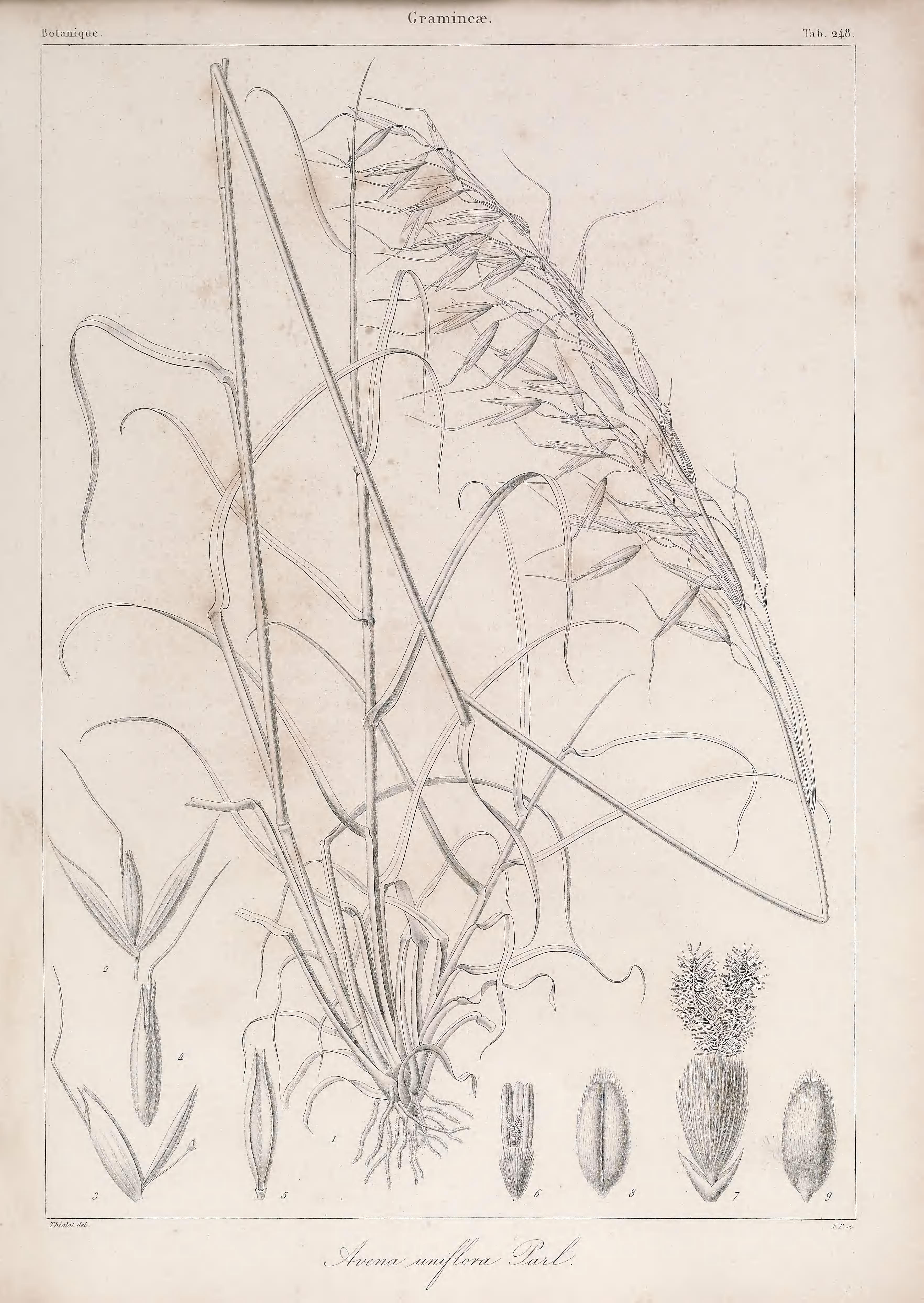 no full size  illustration available (3a)