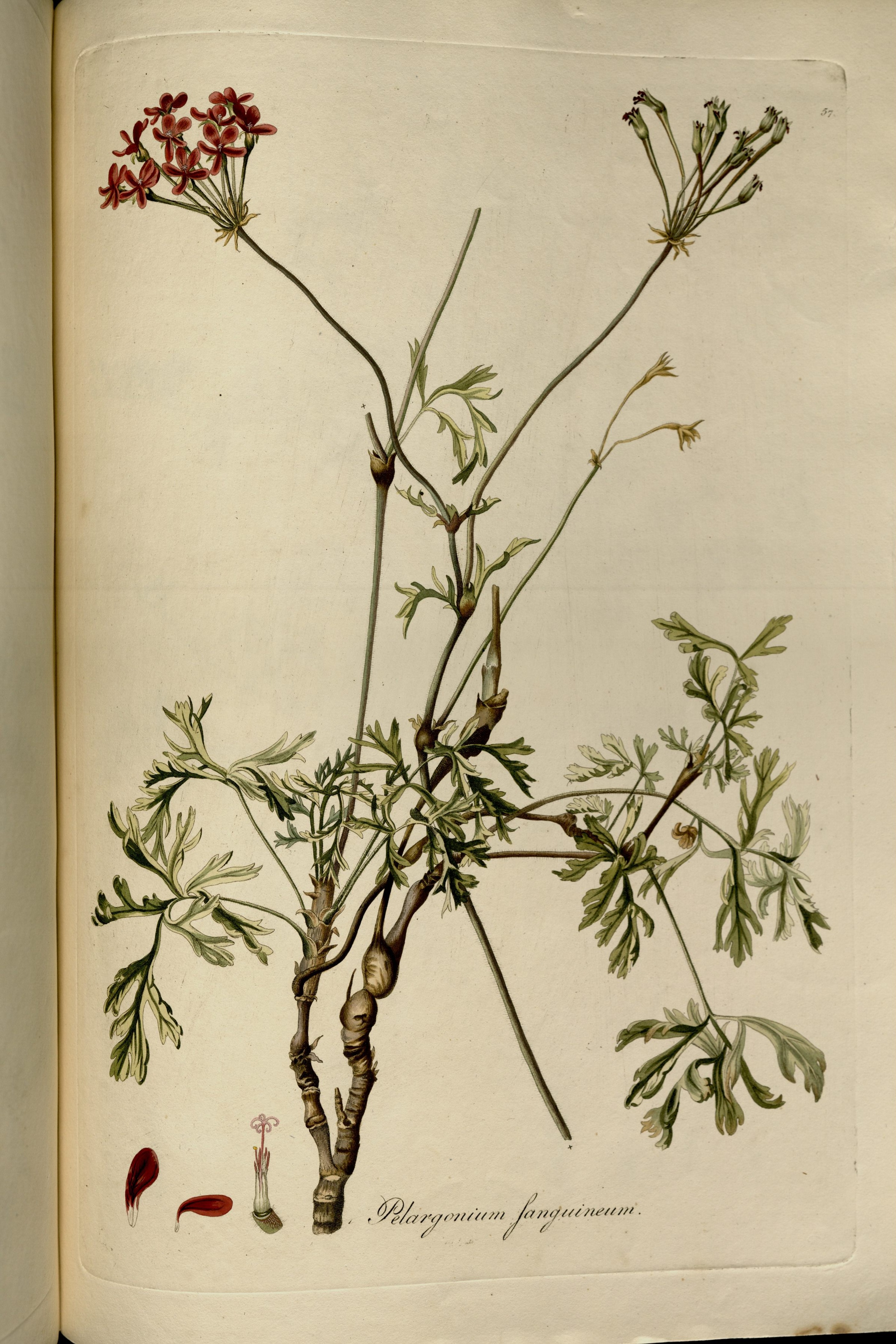 no full size  illustration available (3a)