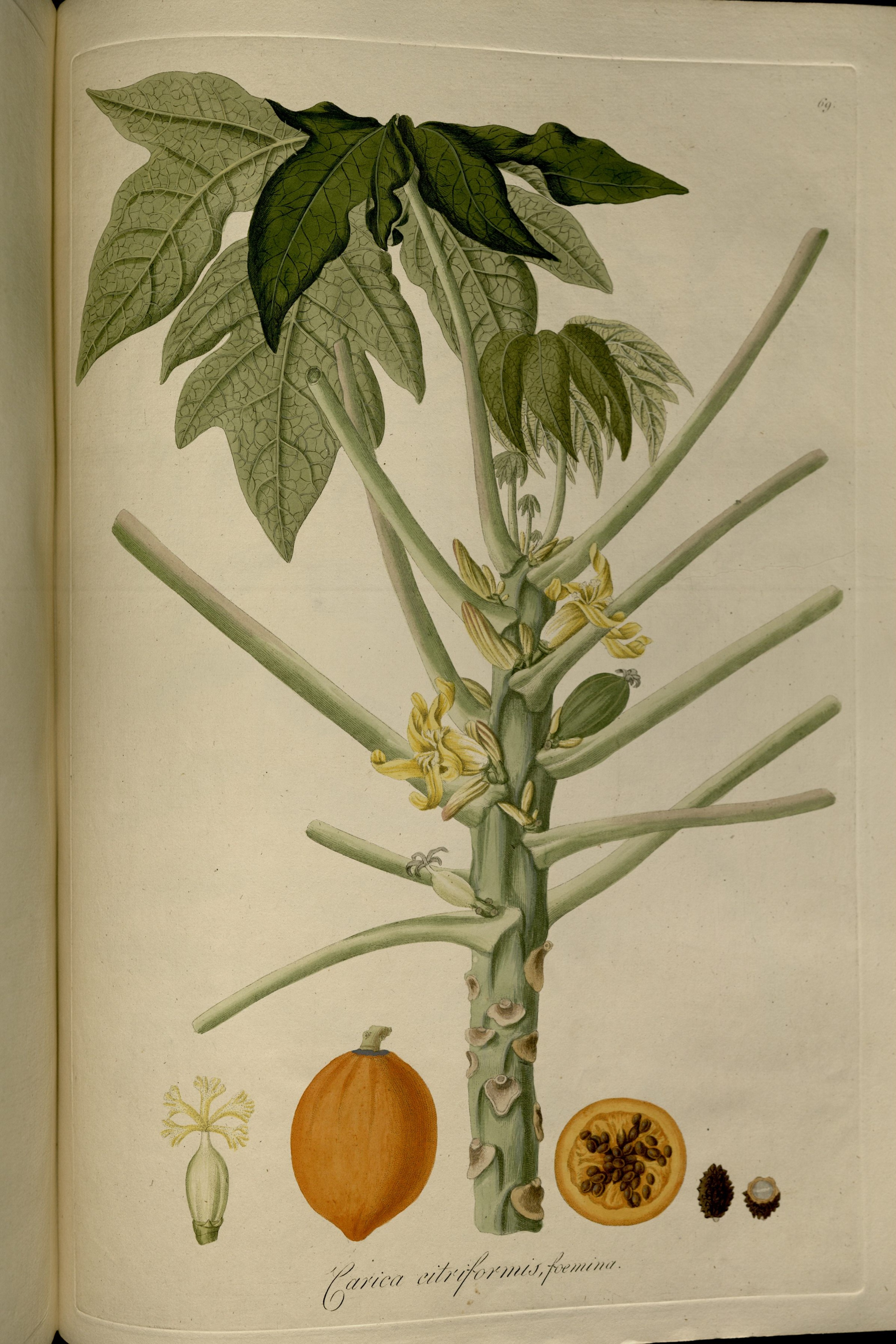 no full size  illustration available (3a)