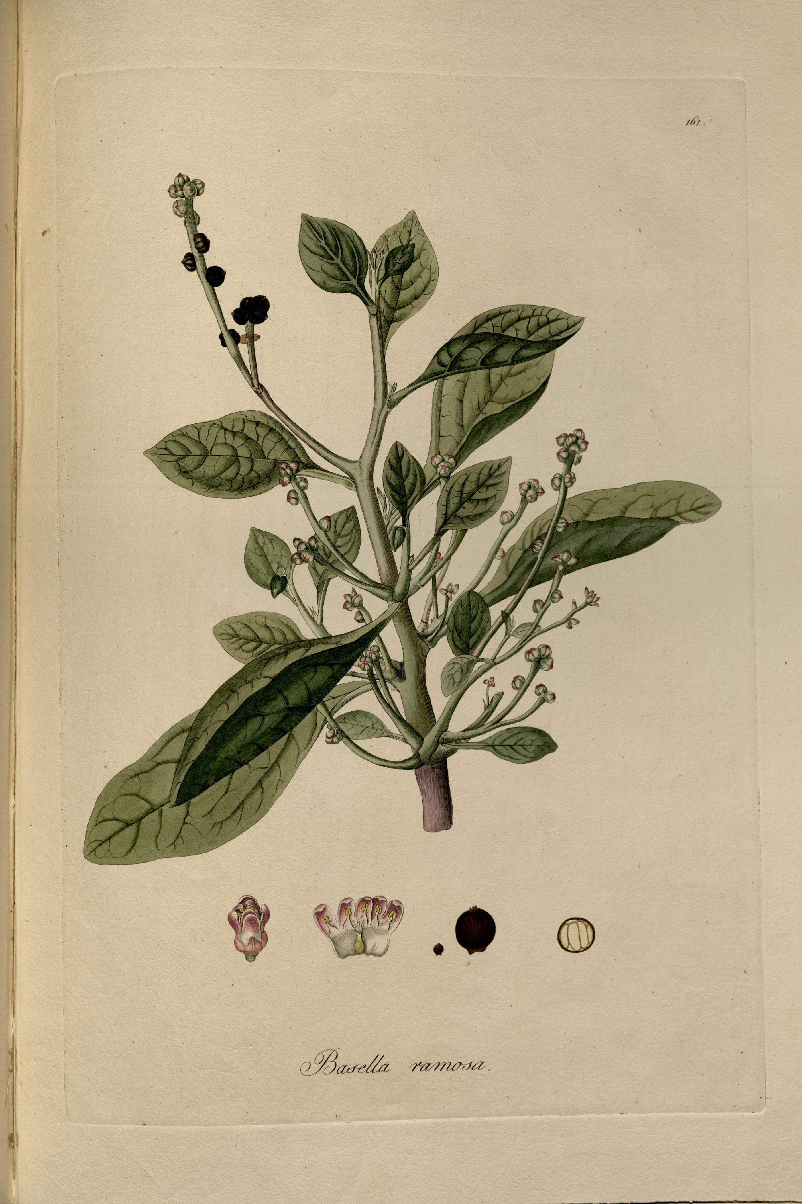 no full size  illustration available (3a)