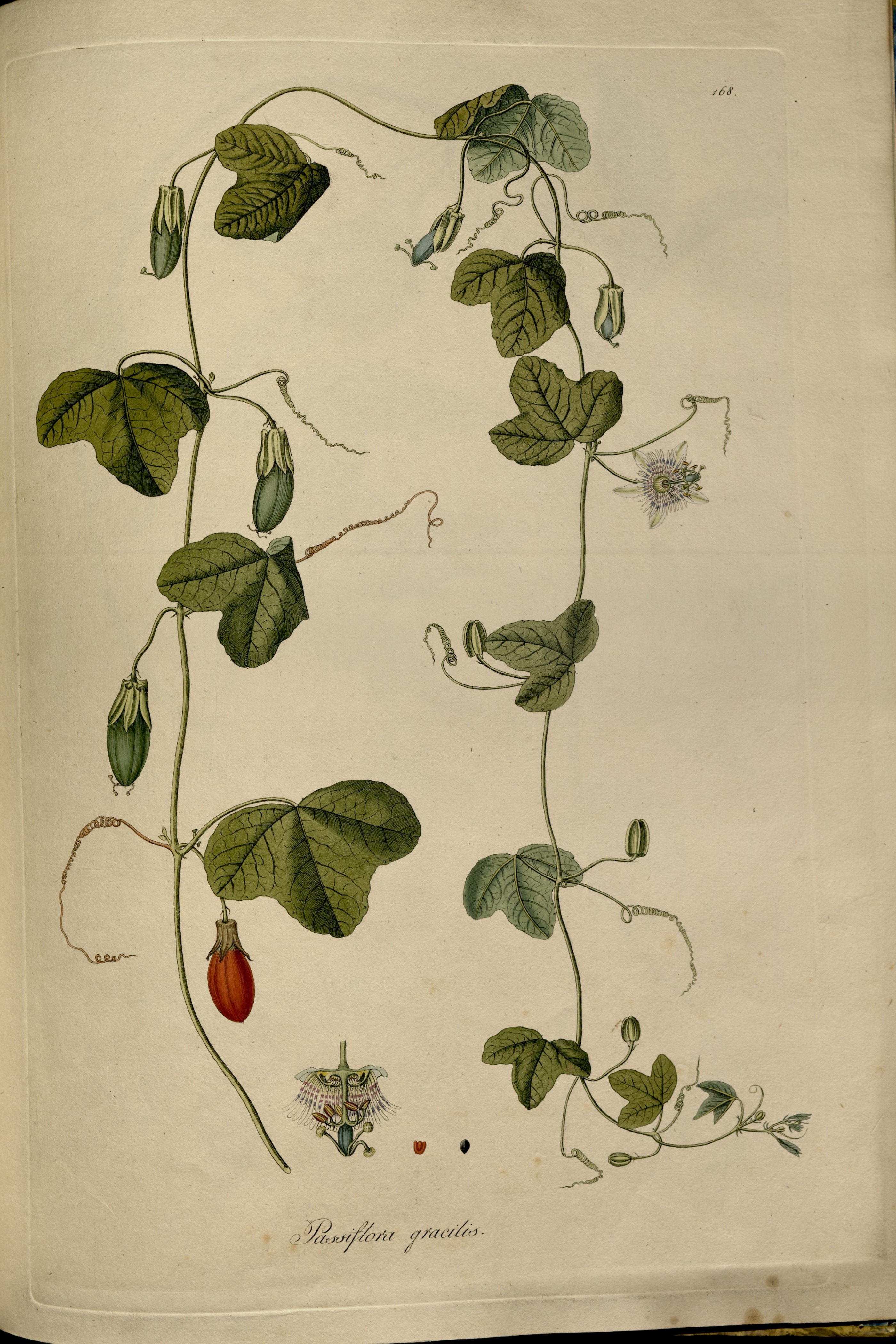 no full size  illustration available (3a)