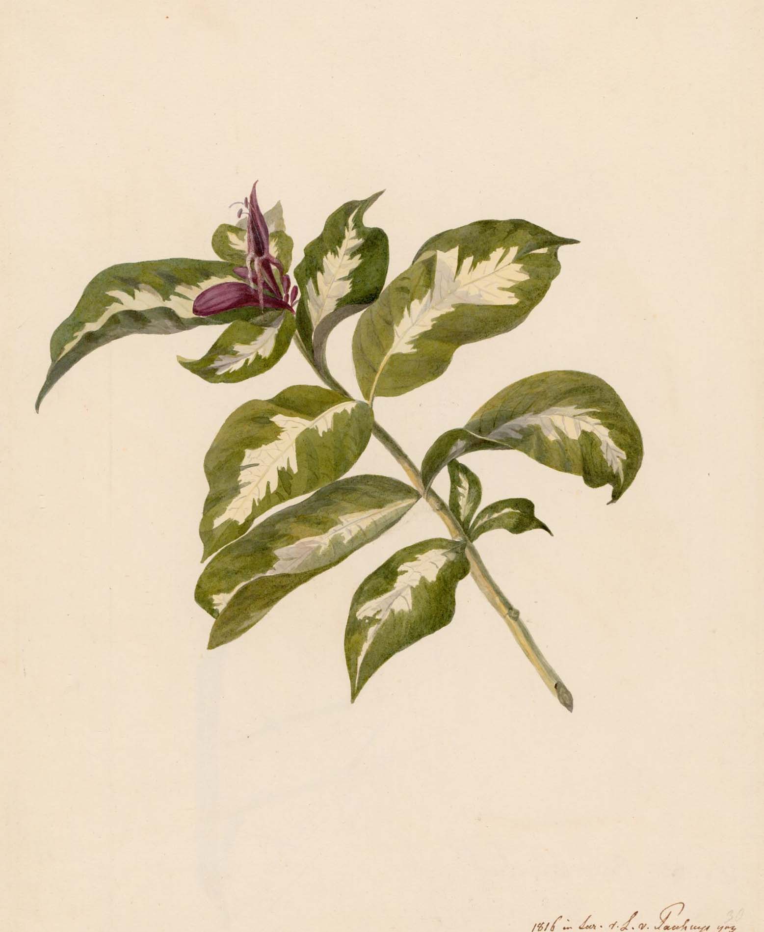 no full size  illustration available (3a)