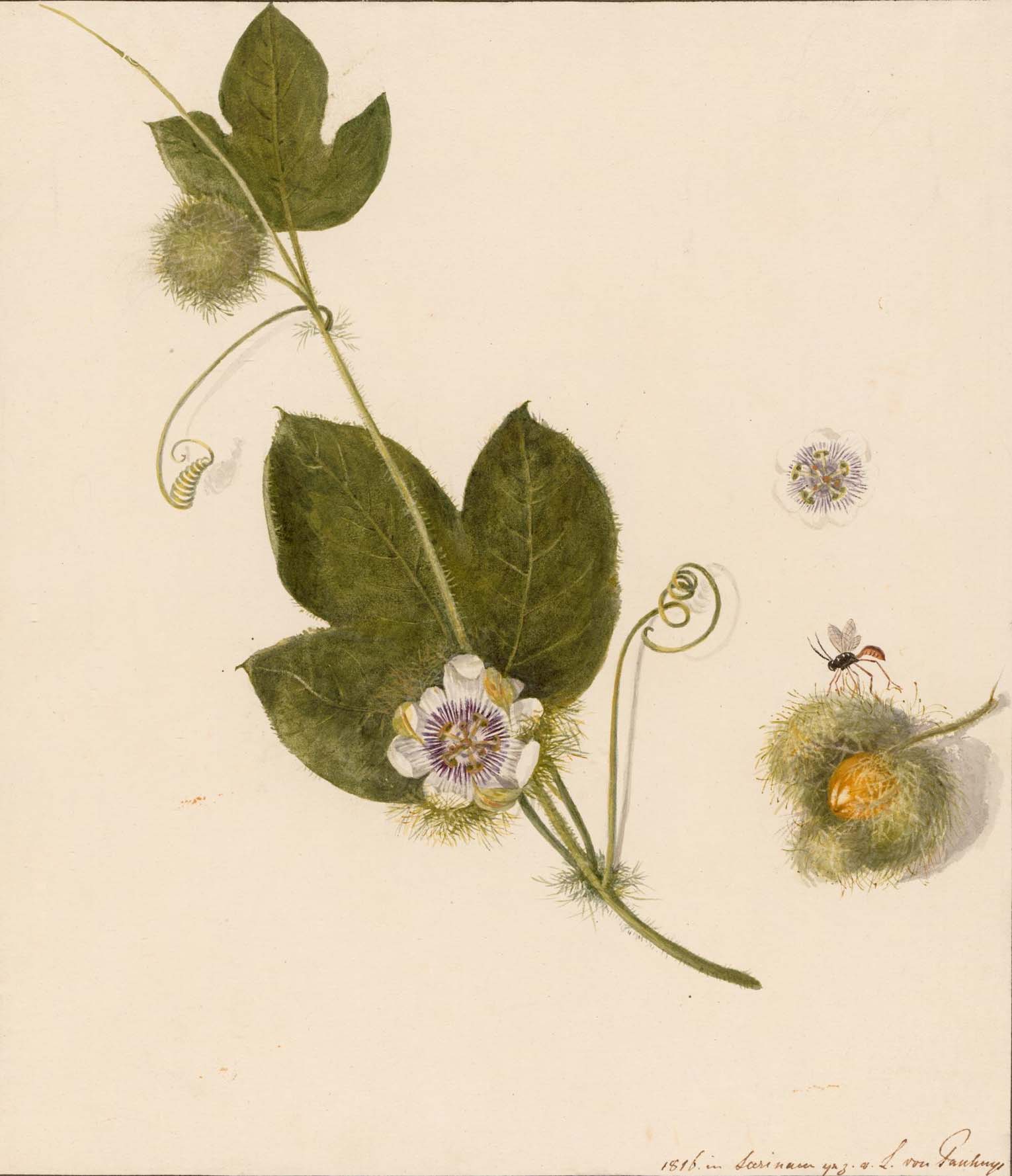 no full size  illustration available (3a)