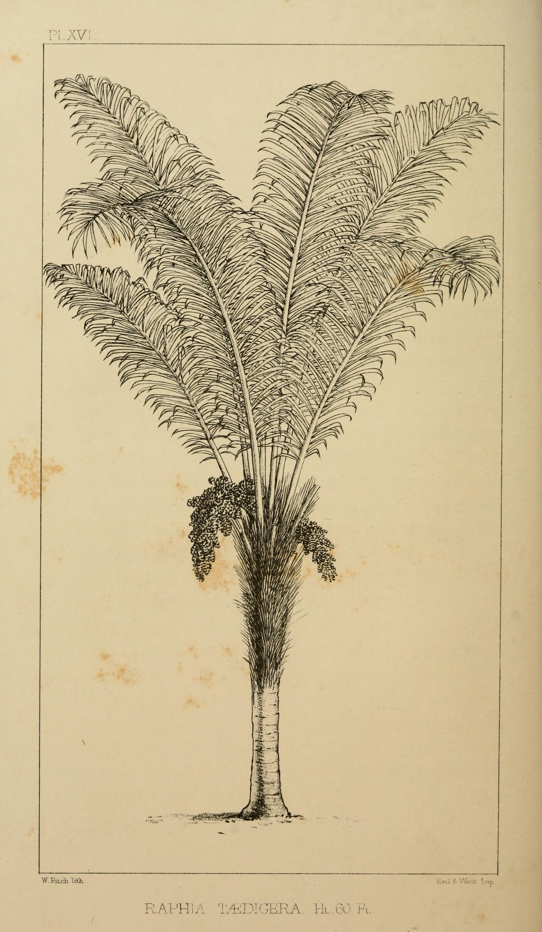 no full size  illustration available (3a)