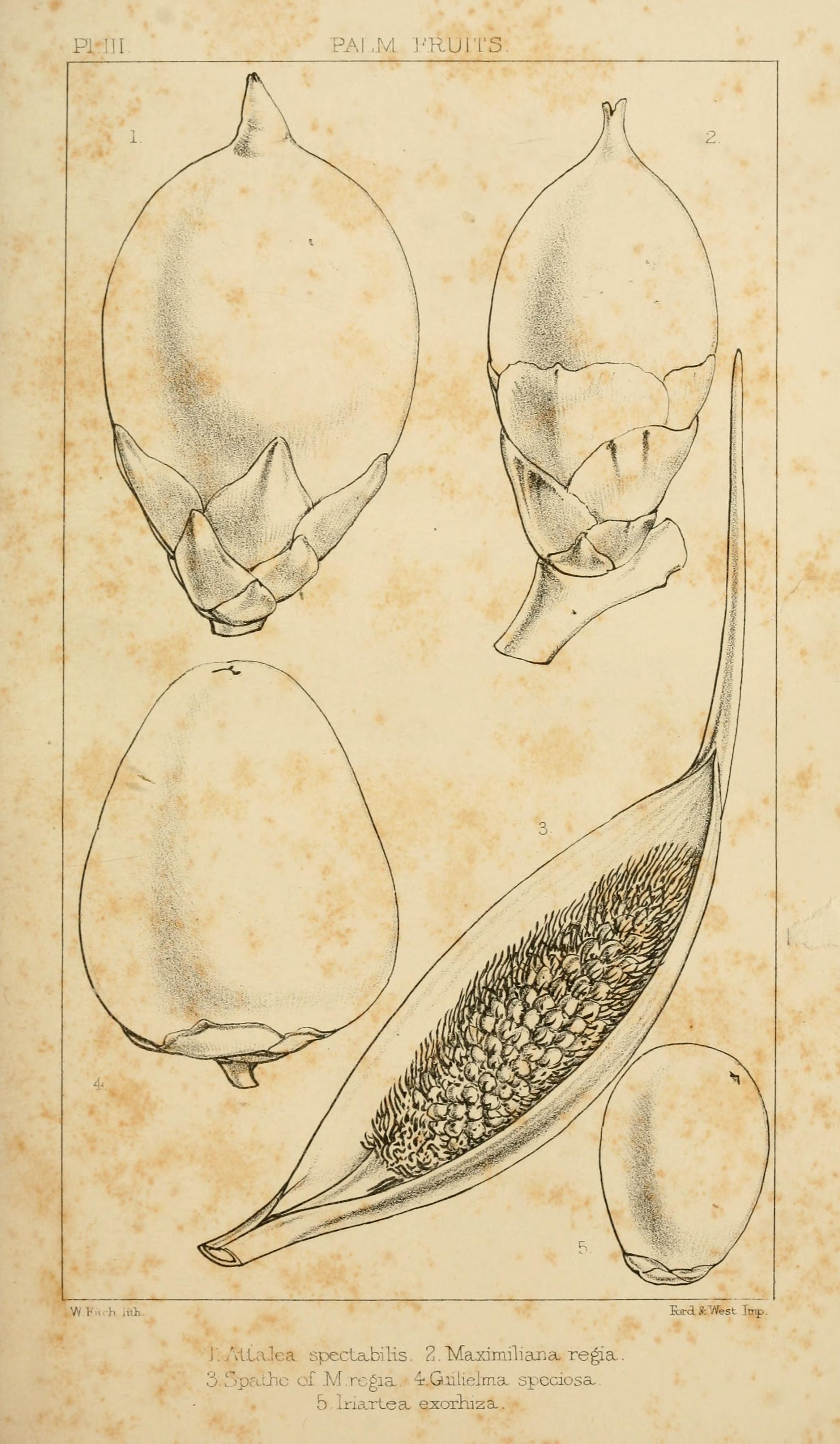 no full size  illustration available (3a)