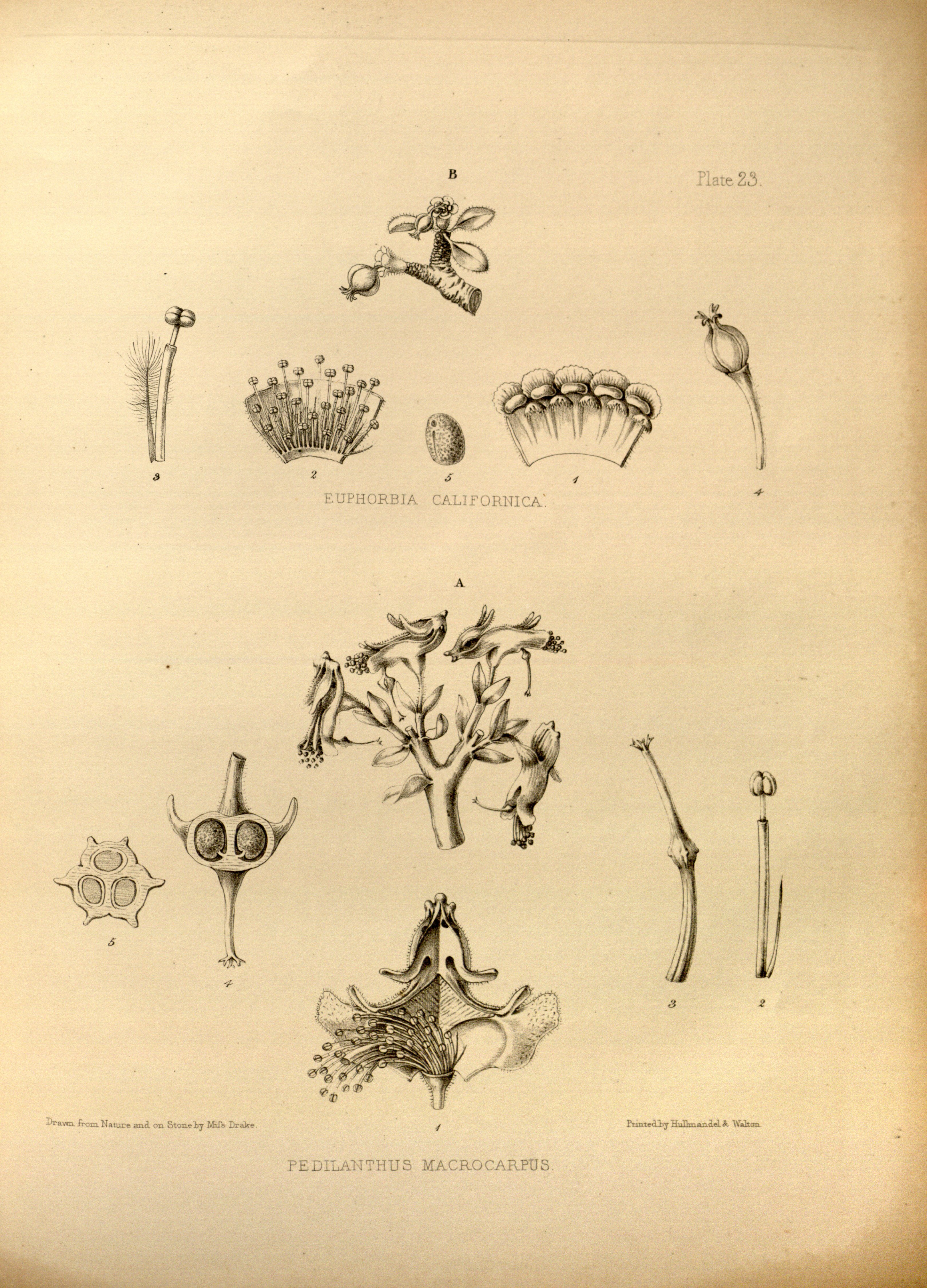 no full size  illustration available (3a)