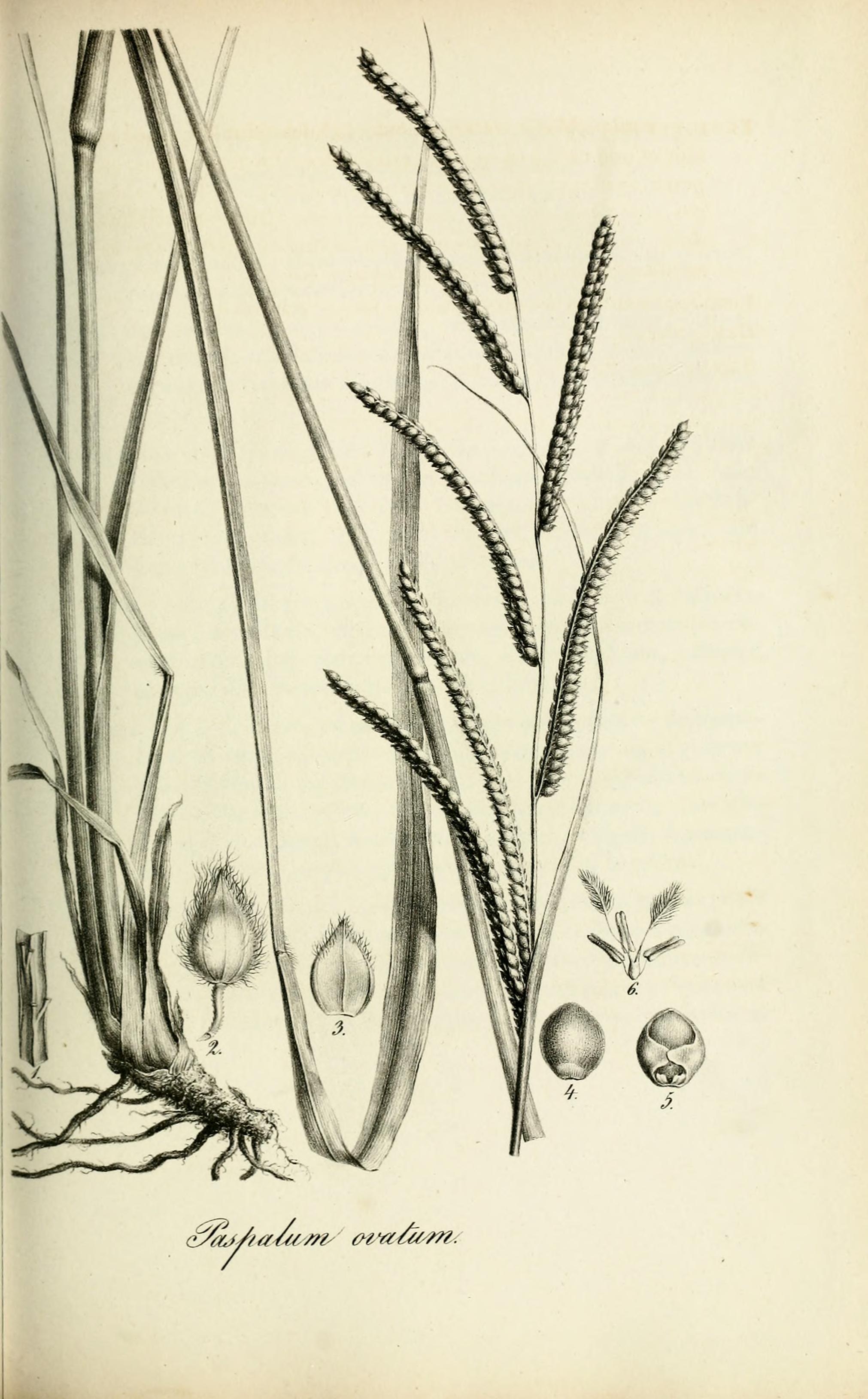 no full size  illustration available (3a)