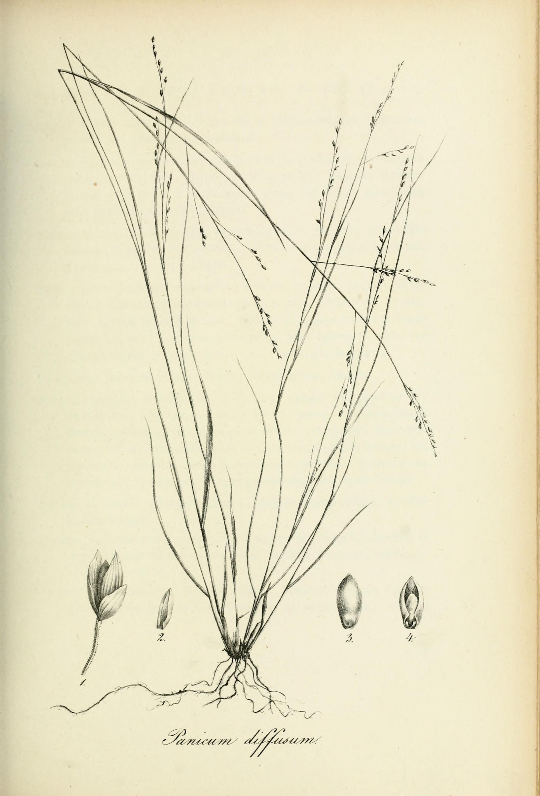 no full size  illustration available (3a)